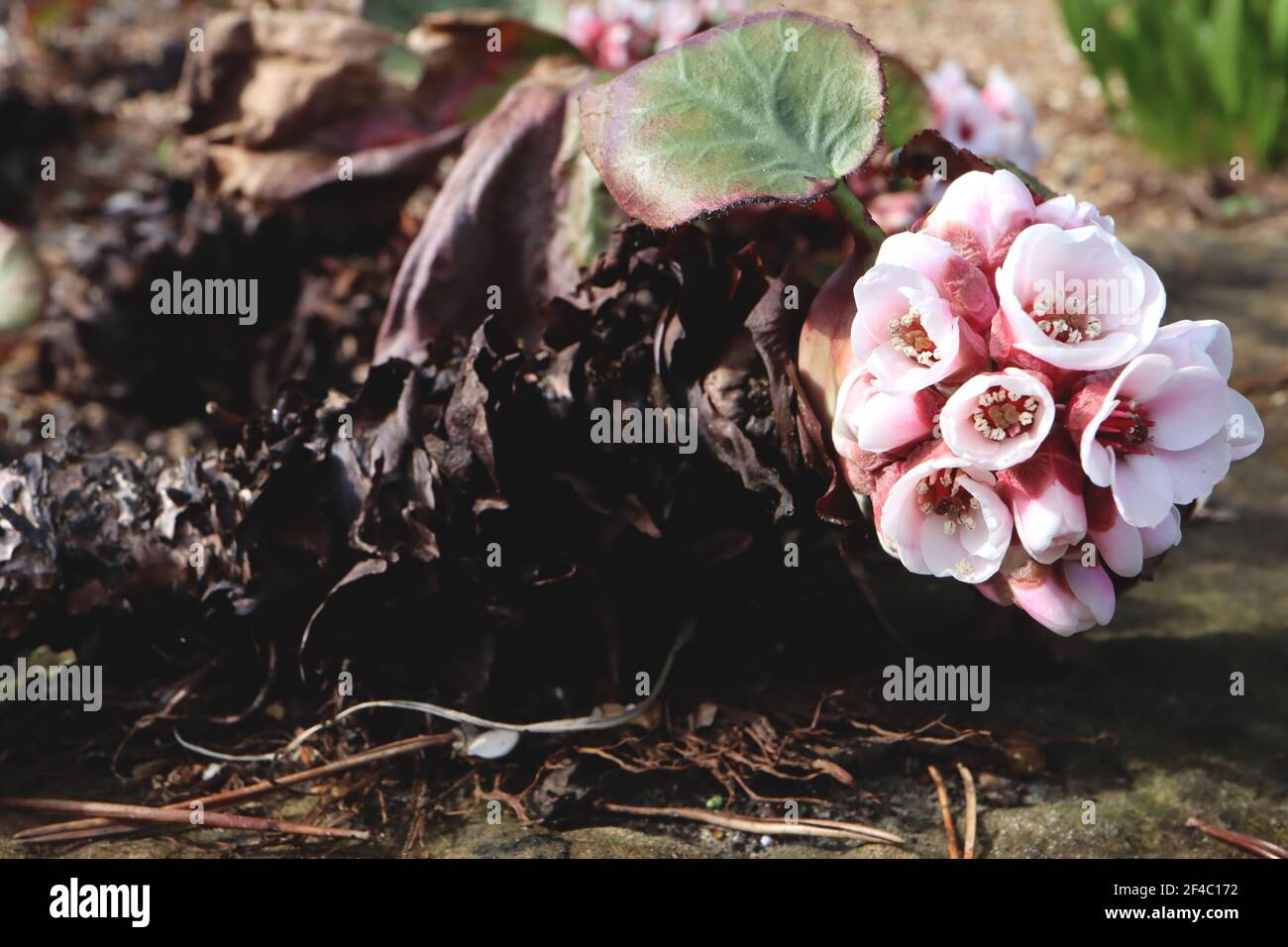 Bergenia crassifolia root or rhizome Elephant’s ears crassifolia – white flowers emerging from craggy thick brown root,  March, England, UK Stock Photo