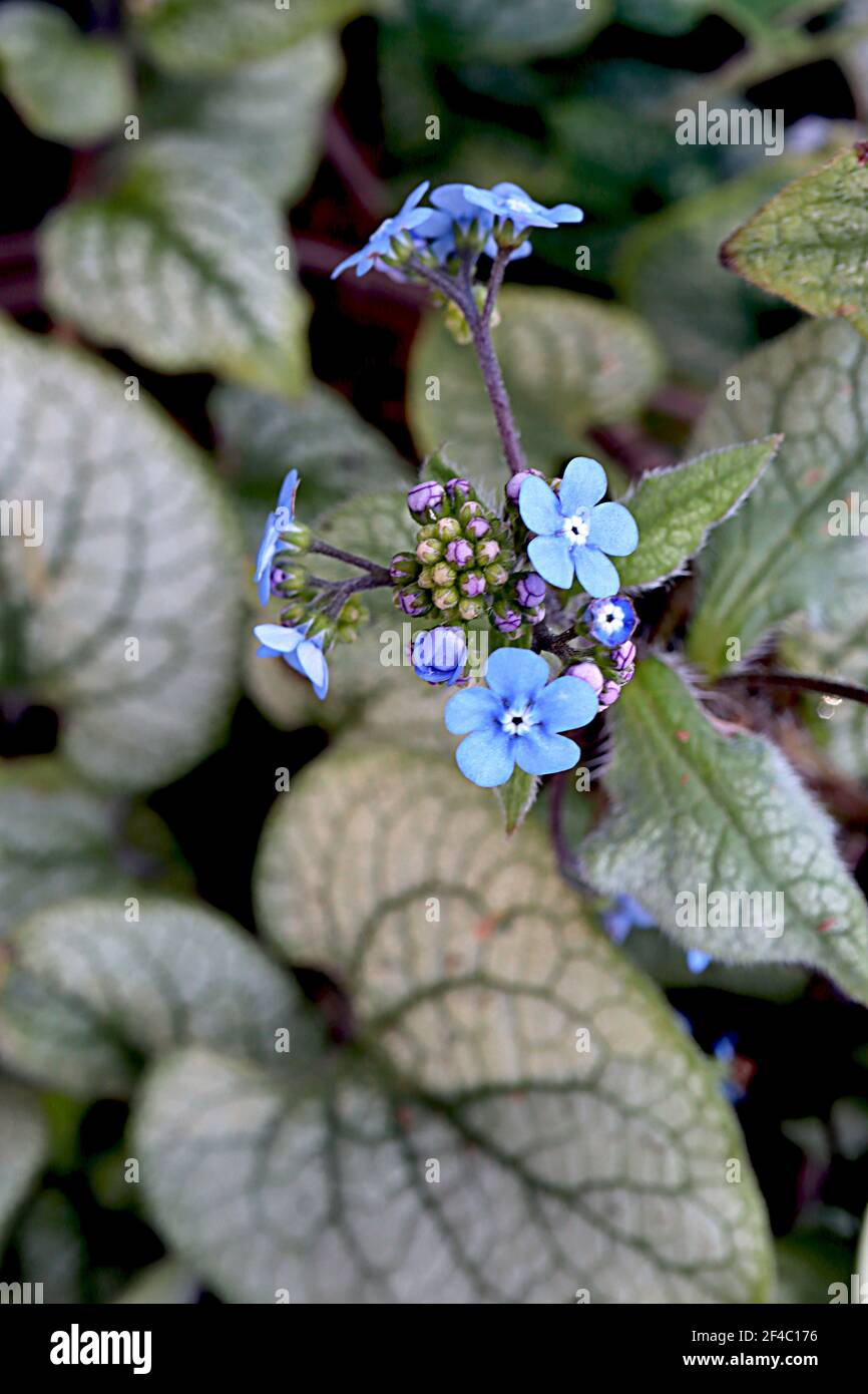 Brunnera macrophylla ‘Jack Frost’ Great Forget-me-not Jack Frost – sprays of vivid blue flowers and green gold heart-shaped leaves, March, England, UK Stock Photo
