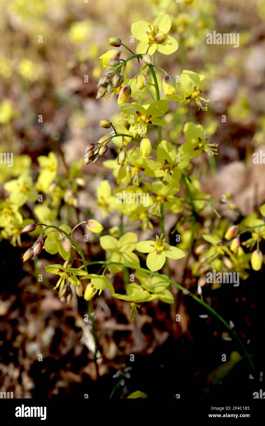 Epimedium pinnatum subsp colchicum Colchian barrenwort – sprays of small yellow spurred flowers,  March, England, UK Stock Photo