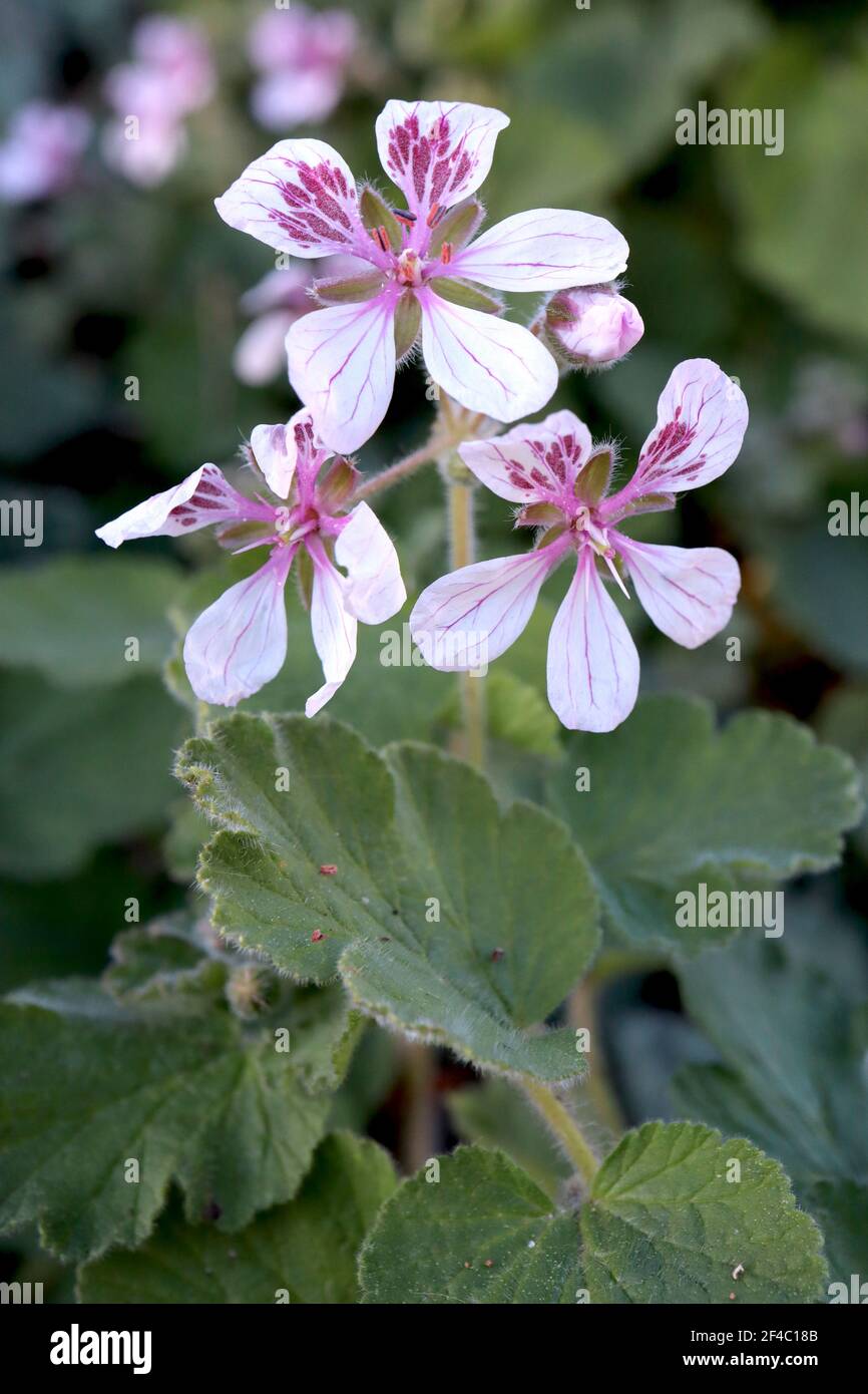 Erodium trifolium ‘Sweetheart’ Pelargonium herons bill Sweetheart – very pale pink flowers, small purple markings on upper two petals,  March, England Stock Photo
