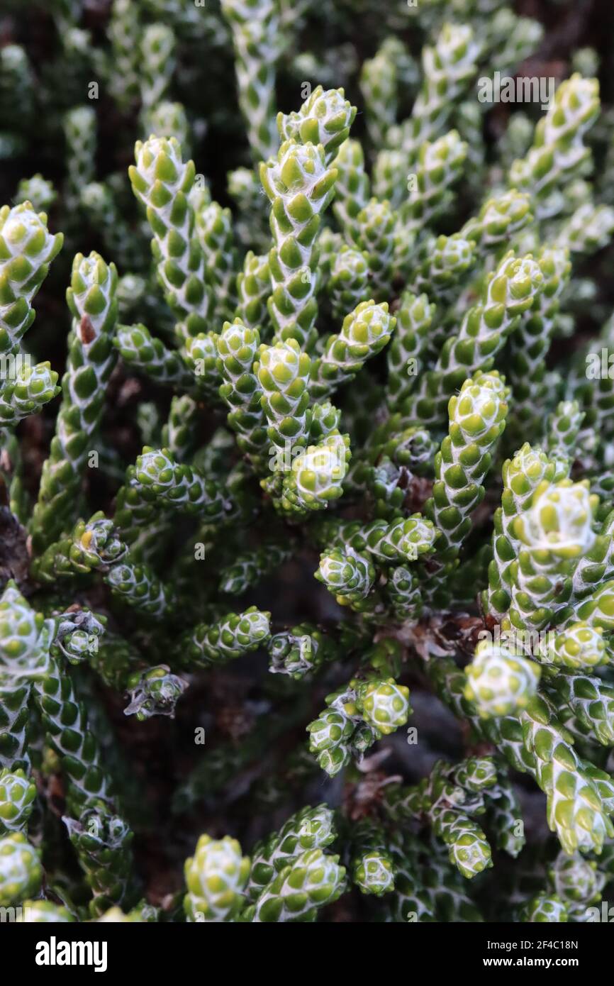 Helichrysum selago 'Major' Dense branchlets with diamond green leaf pattern,  March, England, UK Stock Photo