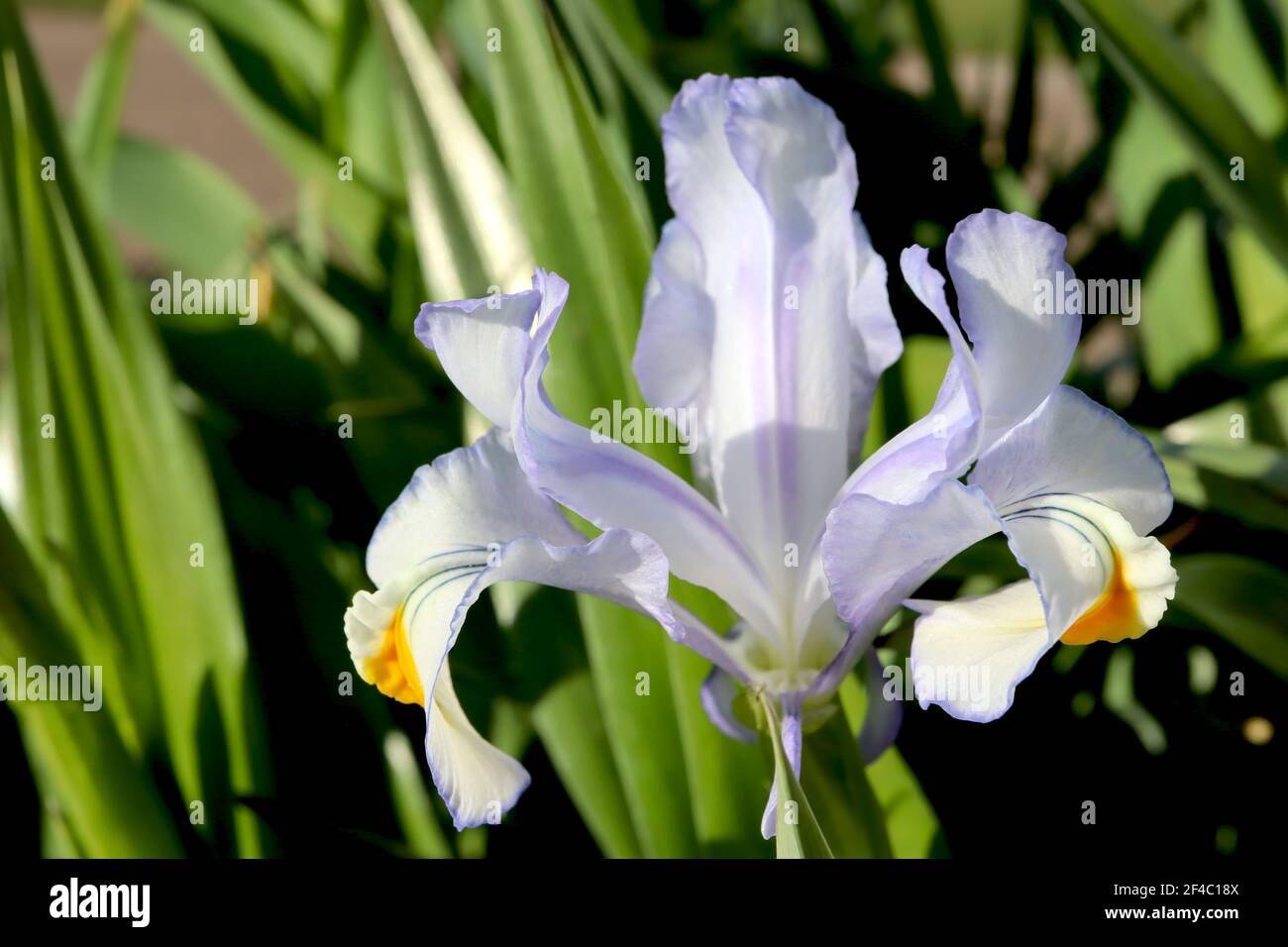 Iris magnifica Juno Juno Beardless Iris – pale blue lilac flowers with white yellow crests,  March, England, UK Stock Photo