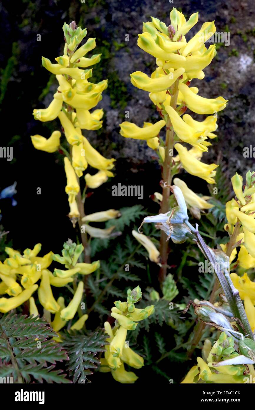 Corydalis lutea yellow Fumitory – yellow tubular flowers on thick stems,  March, England, UK Stock Photo