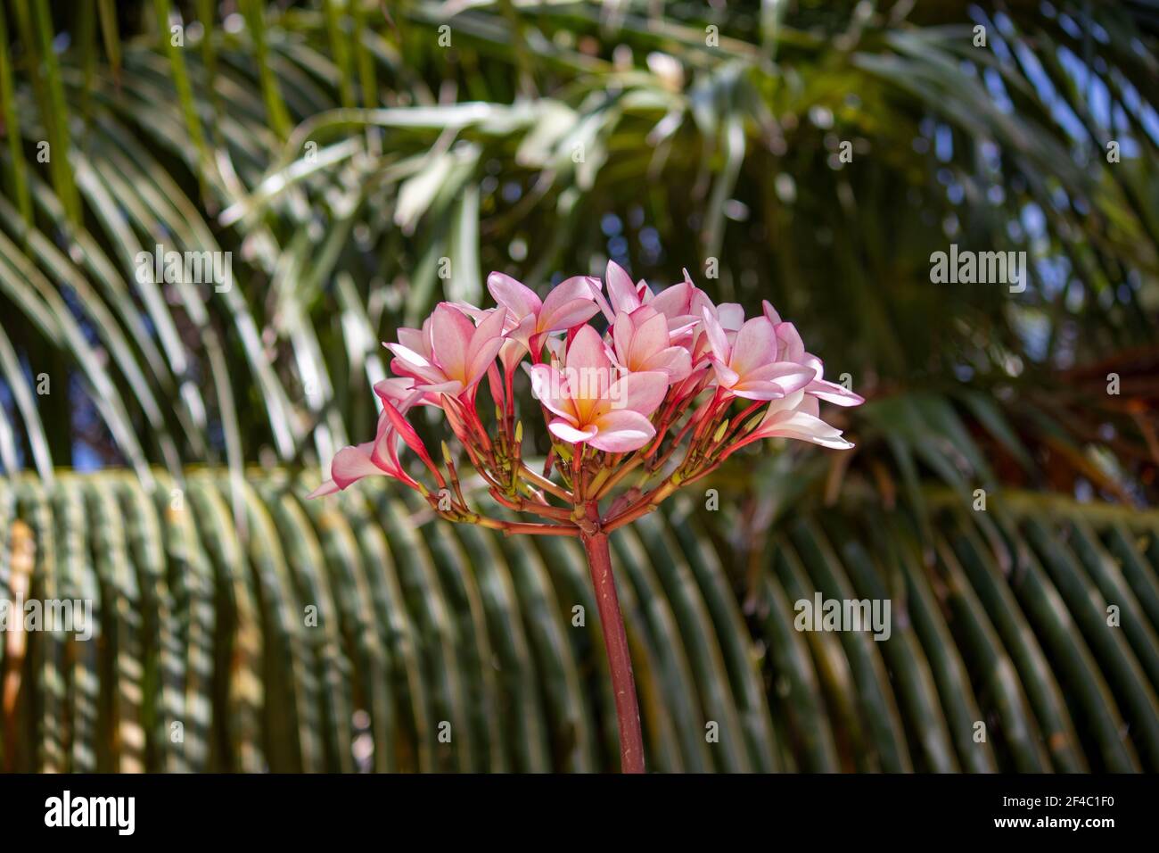 Plumeria (aka red frangipani) flowers in Mexico Stock Photo