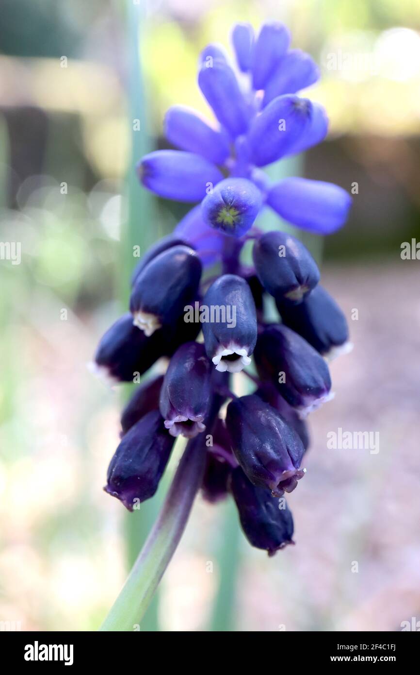 Muscari latifolium Broad-leaved grape hyacinth - tiny urn-shaped bright blue and indigo blue flowers, March, England, UK Stock Photo
