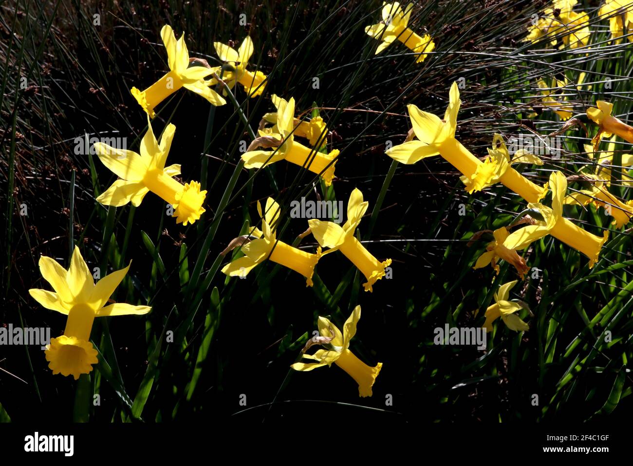 Narcissus ‘Peeping Tom’  Division 6 Cyclamineus Daffodils Peeping Tom daffodil - yellow petals and long yellow trumpet,  March, England, UK Stock Photo