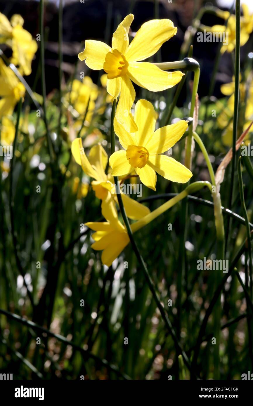 Narcissus jonquilla ‘Baby Boomer’ Division 7 jonquilla Daffodils Rush daffodil Baby Boomer – small scented yellow daffodil with rush-like leaves,  Mar Stock Photo