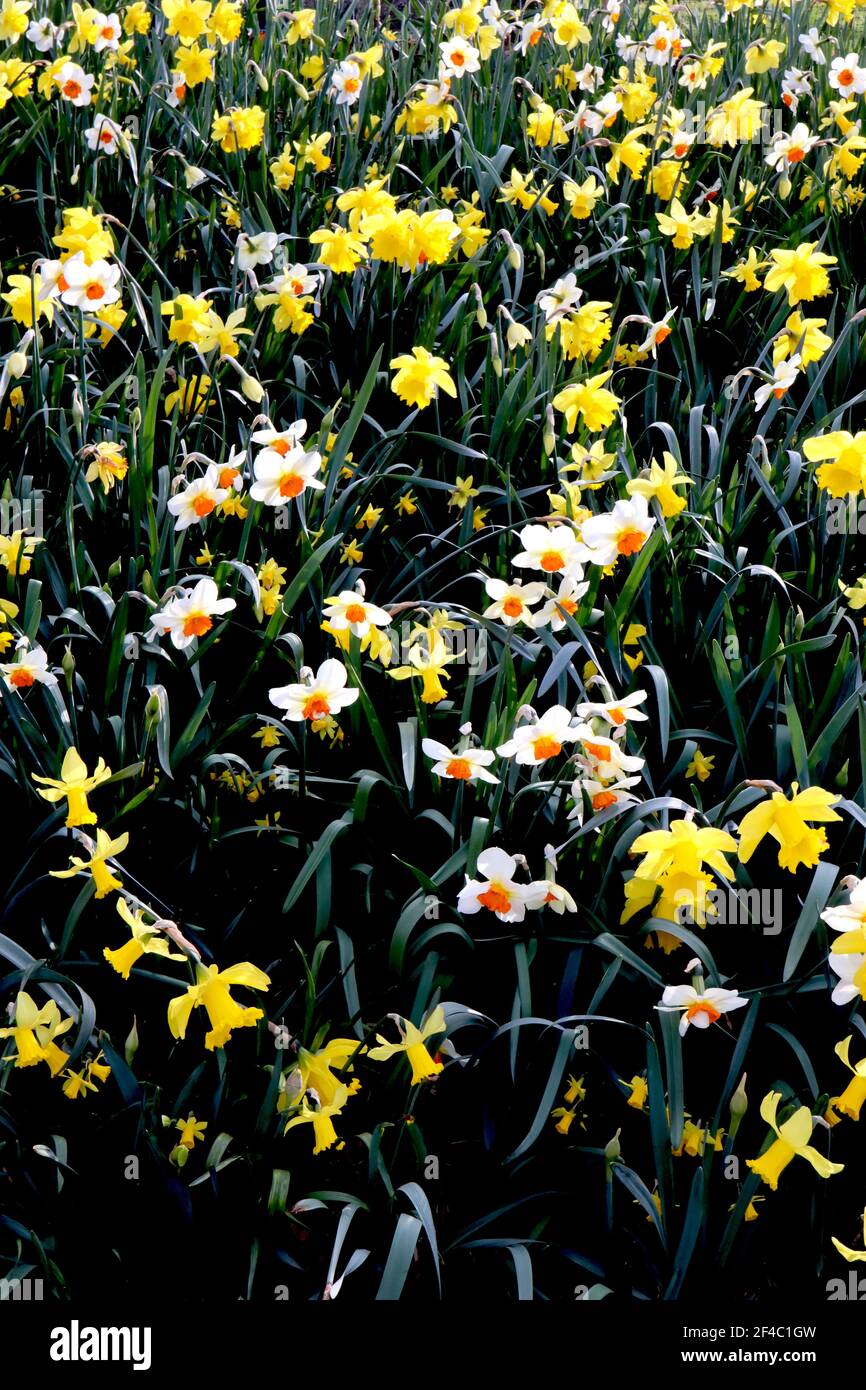 Narcissus / Daffodil ‘Barrett Browning’  Narcissus / Daffodil ‘Dutch Master’ March, England, UK Stock Photo