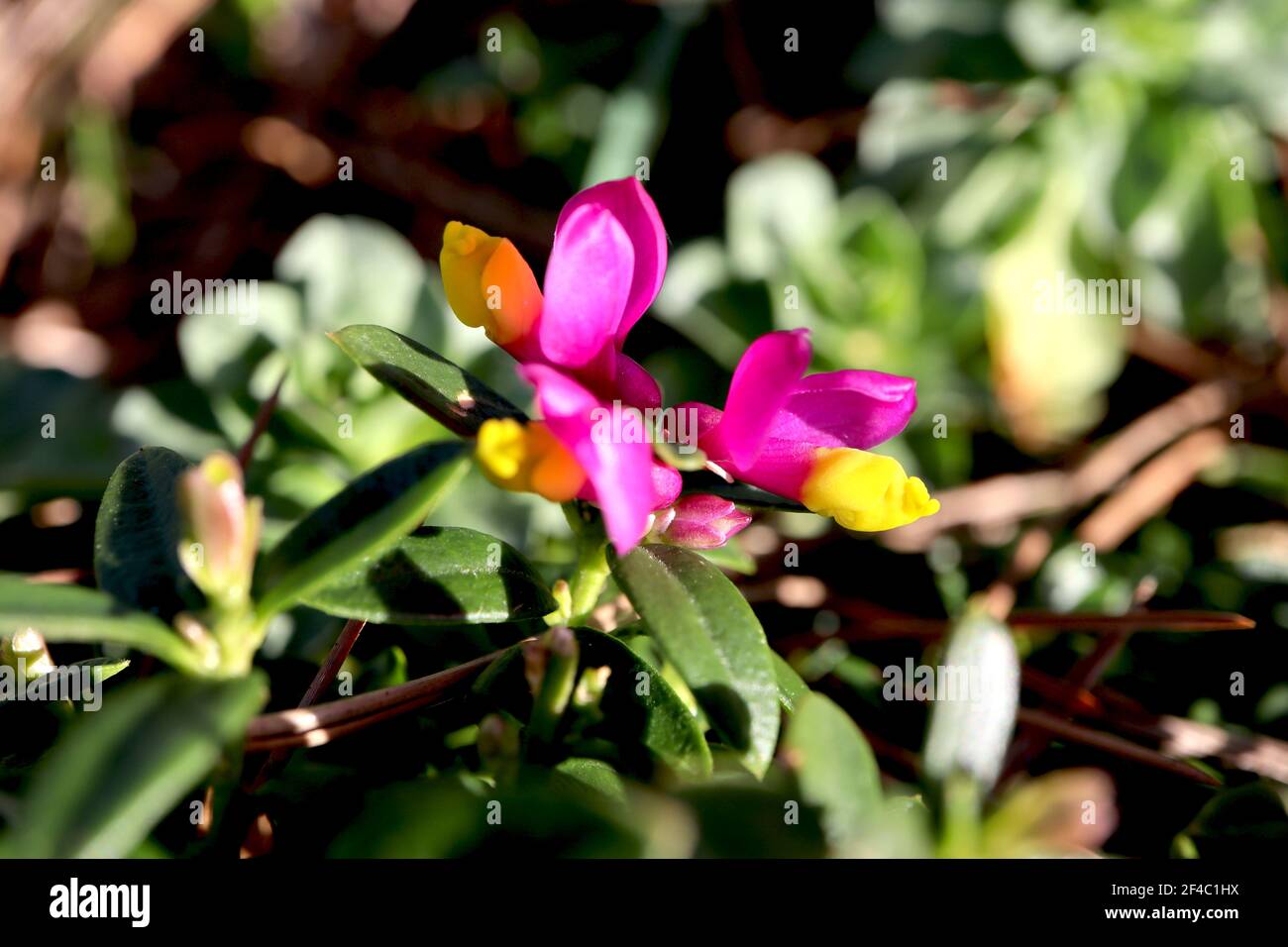 Polygaloides chamaebuxus  shrubby milkwort – pink-winged and yellow flowers above green leaves,  March, England, UK Stock Photo