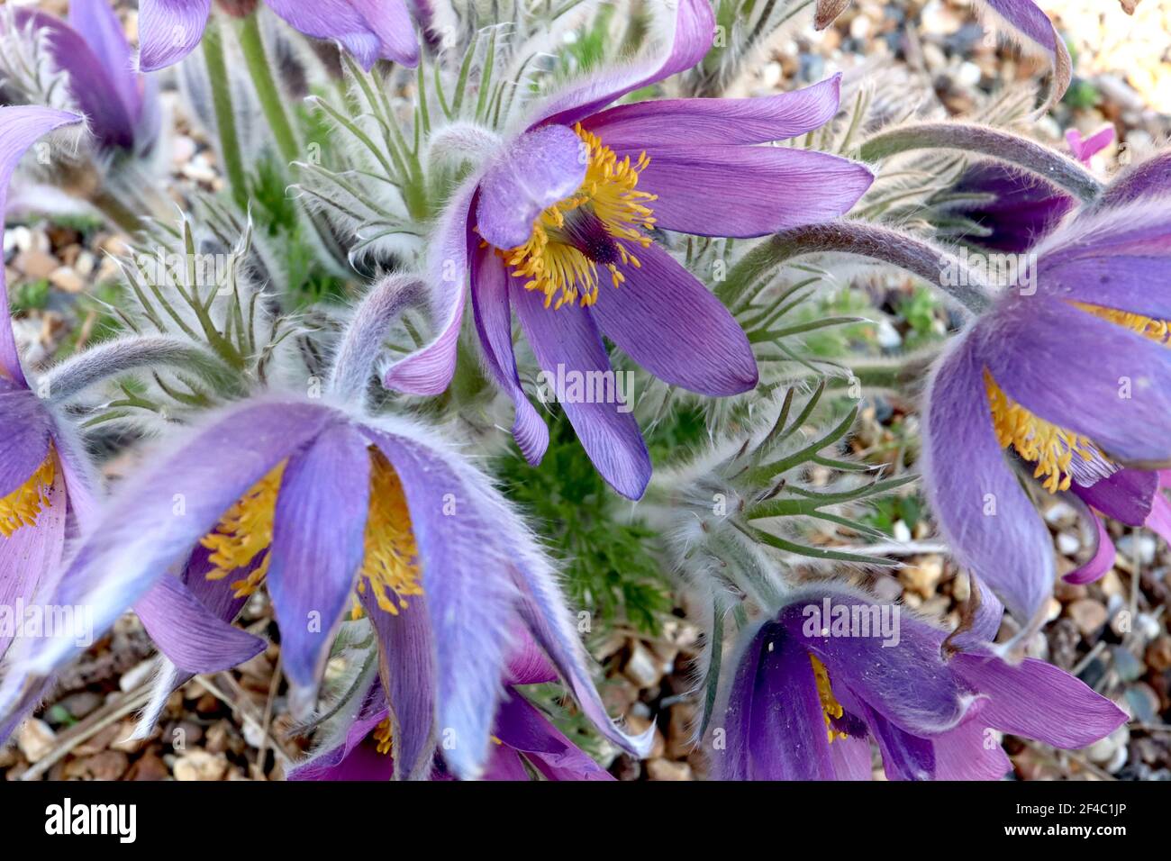 Pulsatilla vulgaris Pasqueflower mauve violet flowers and silky