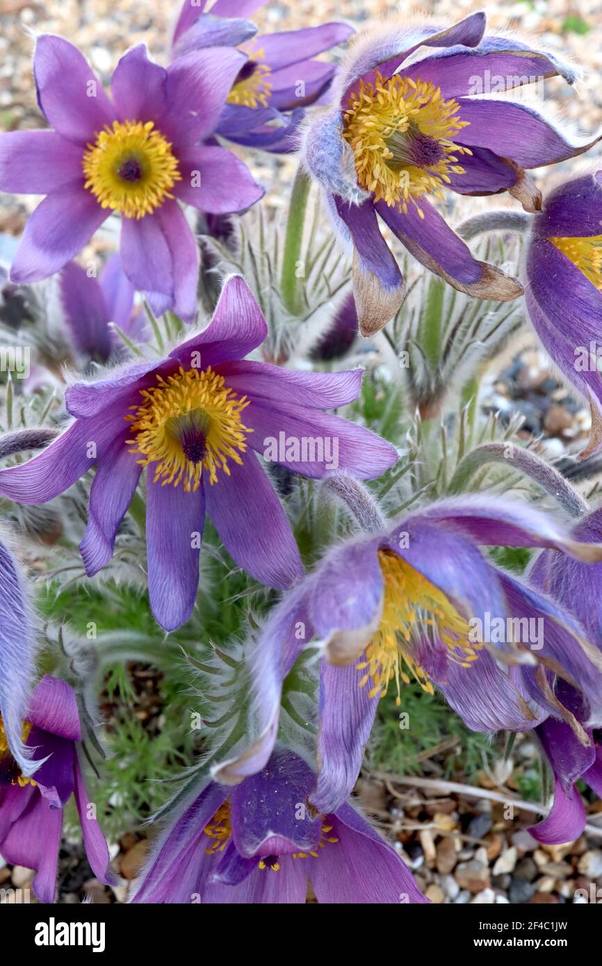 Pulsatilla vulgaris  Pasqueflower - mauve violet flowers and silky dissected foliage,  March, England, UK Stock Photo