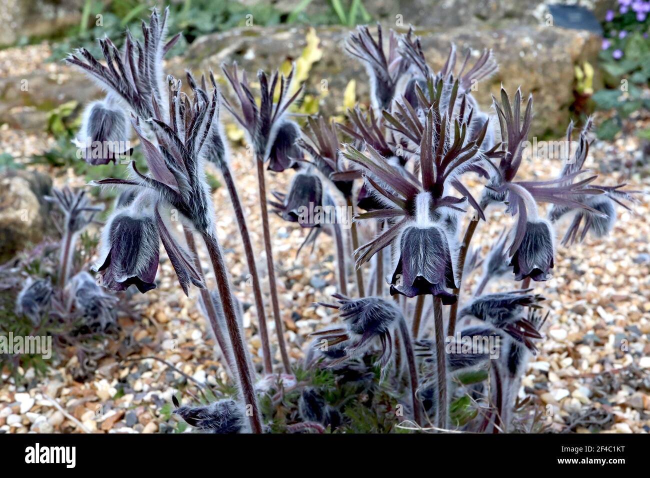 Pulsatilla pratensis subsp. bohemica small Pasqueflower - deep purple black flowers and silky dissected foliage,  March, England, UK Stock Photo