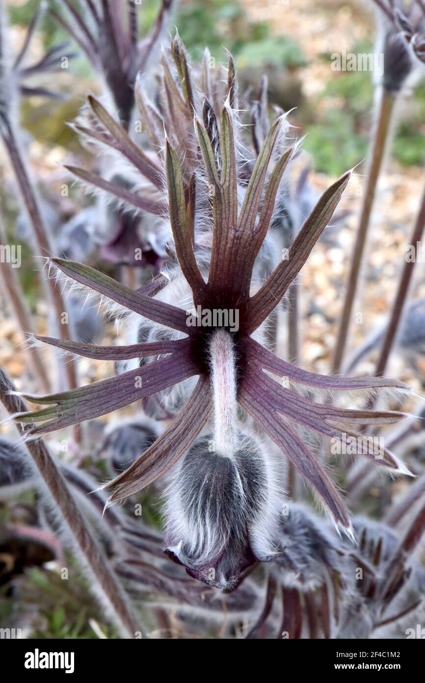 Pulsatilla pratensis subsp. bohemica small Pasqueflower - deep purple black flowers and silky dissected foliage,  March, England, UK Stock Photo