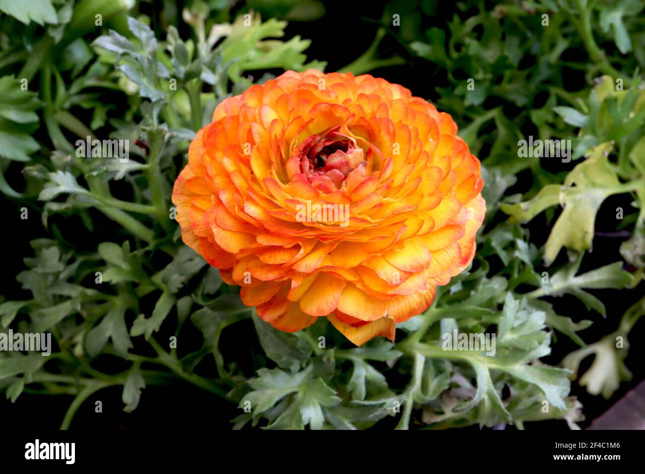 Ranunculus asiaticus Picotee Orange Persian buttercup – orange yellow picotee flowers with multi-layered petals, March, England, UK Stock Photo