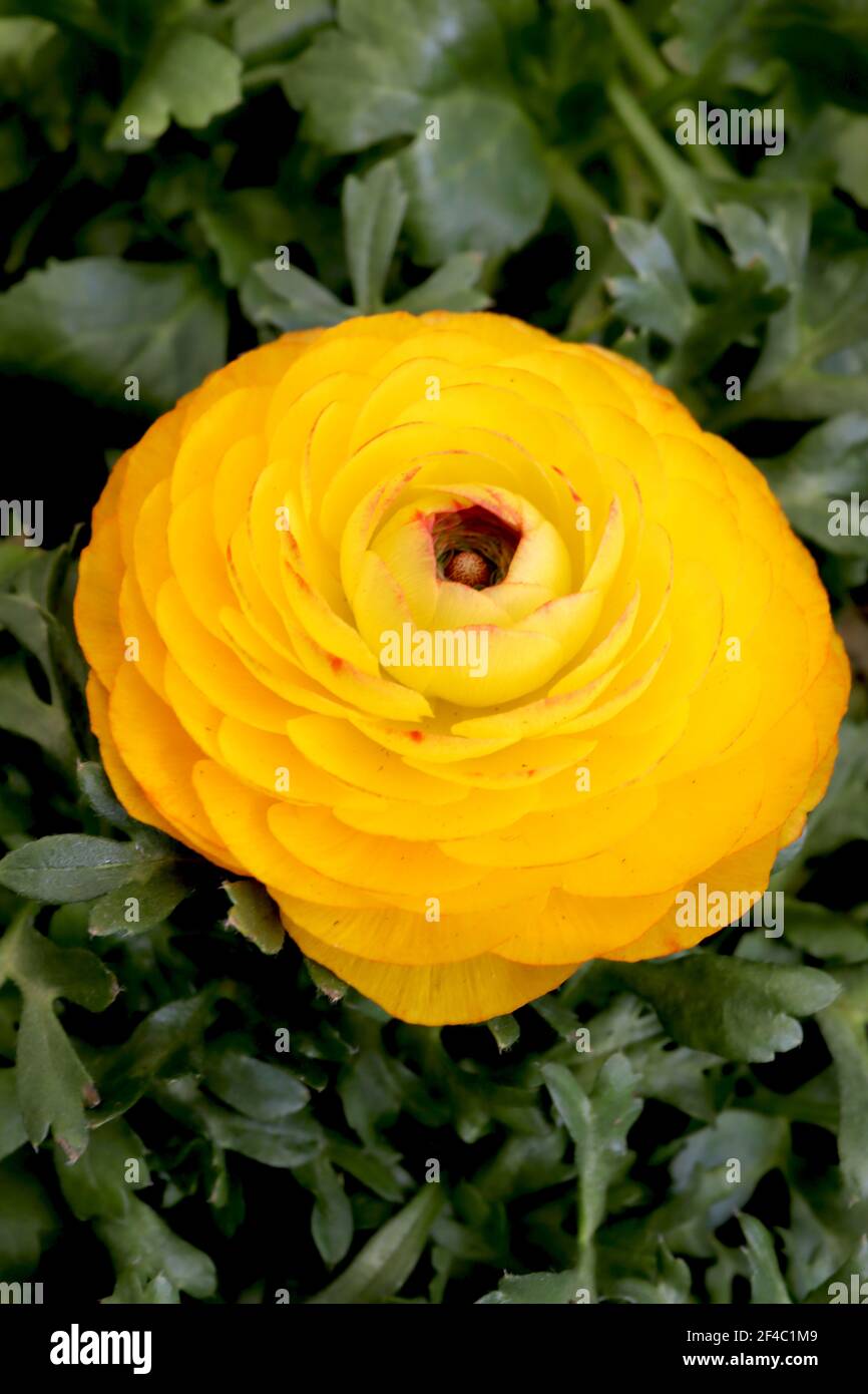 Ranunculus asiaticus Picotee Orange Persian buttercup – orange yellow picotee flowers with multi-layered petals, March, England, UK Stock Photo