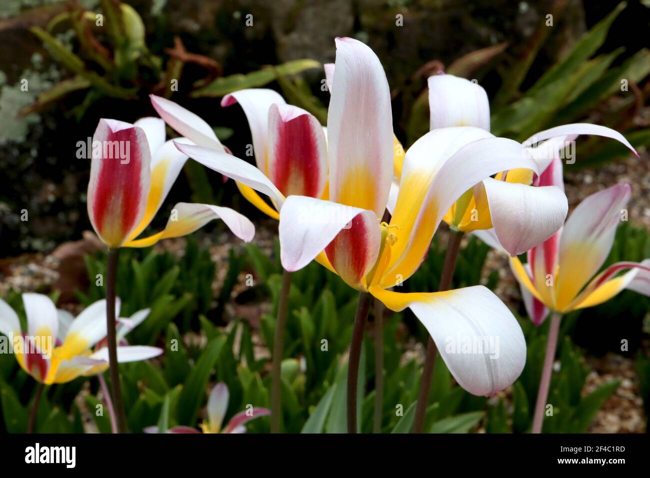 Tulipa ???Ice Stick??? Kaufmanniana 12 Ice Stick tulip open white tulips