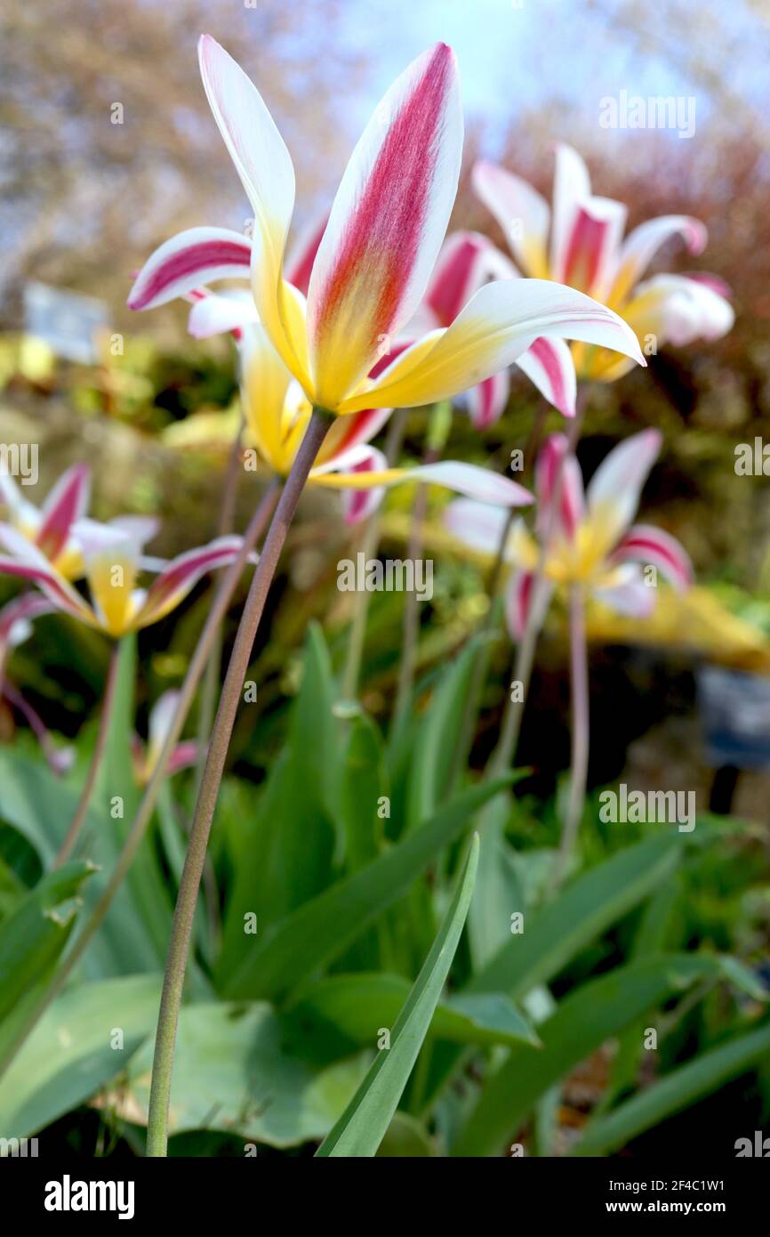 Kaufmanianna tulip ice stick hires stock photography and images Alamy