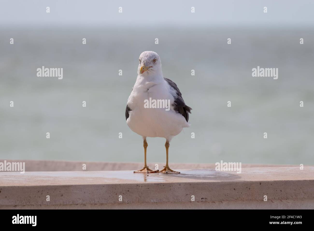 Lesser black-backed gull standing on a retaining wall - the ocean on a sunny day in the background Stock Photo