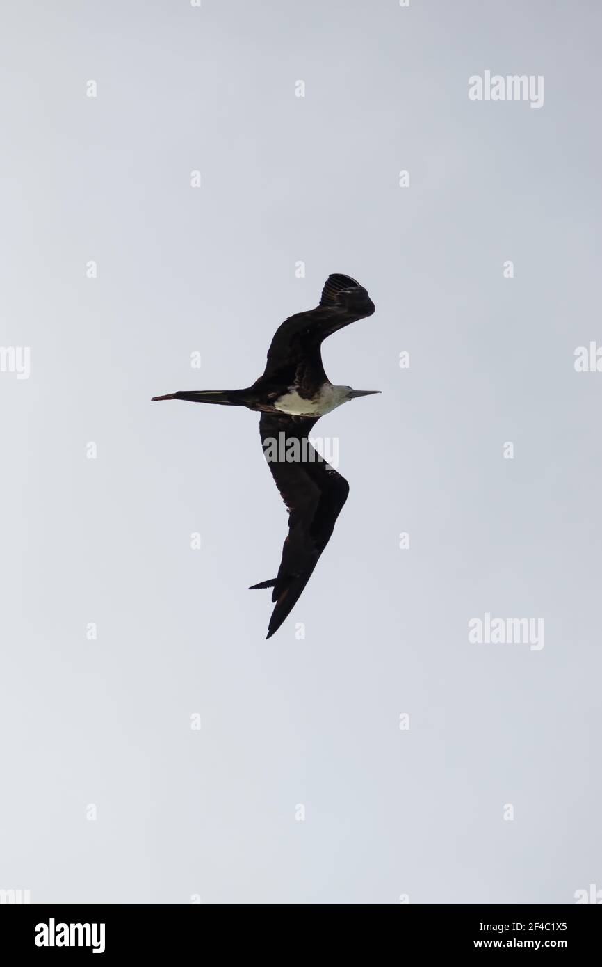 Magnificent frigatebird soaring over the sea - immature female Stock Photo