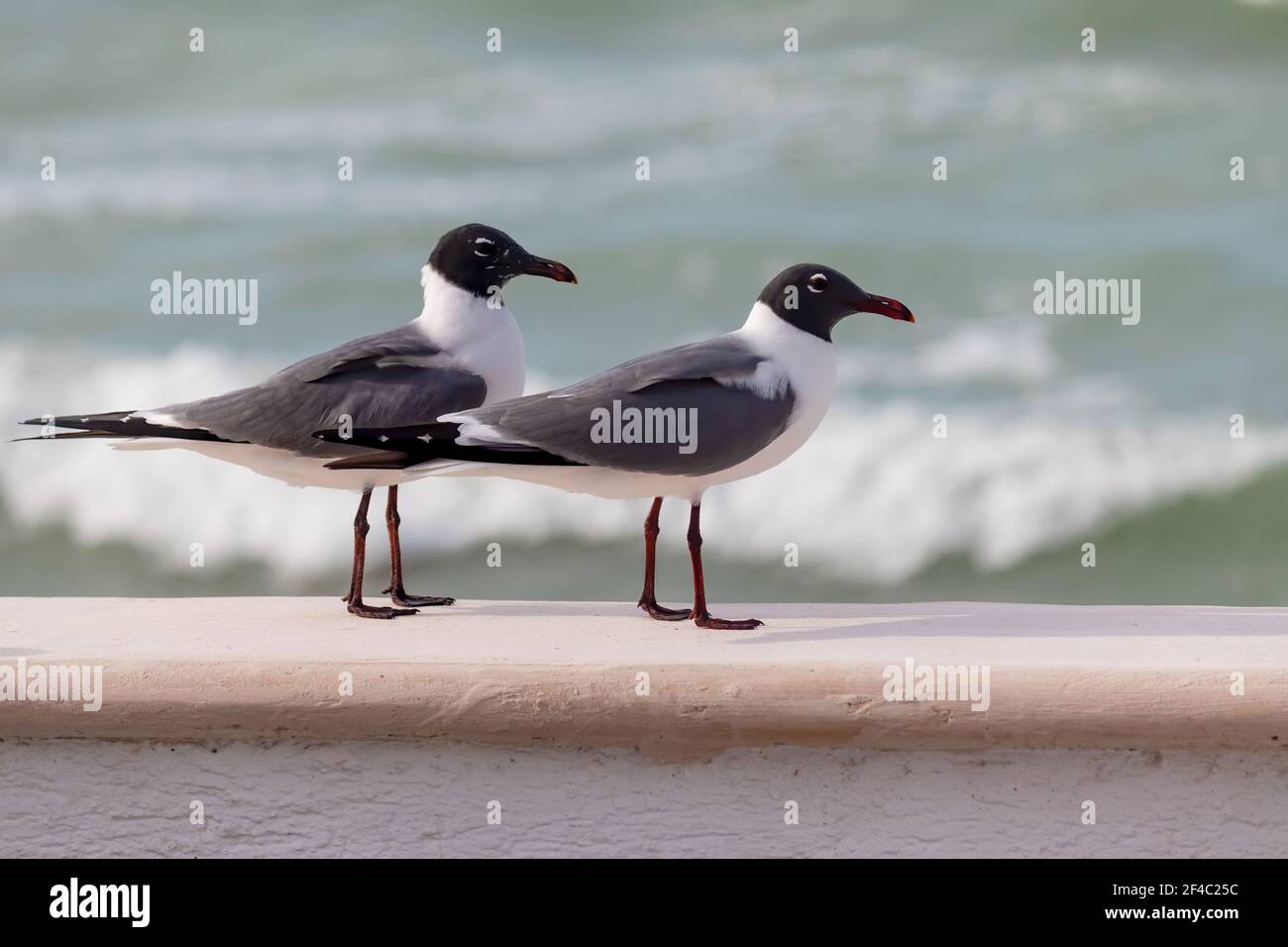 Laughing gulls perched on a patio wall  by crashing waves Stock Photo