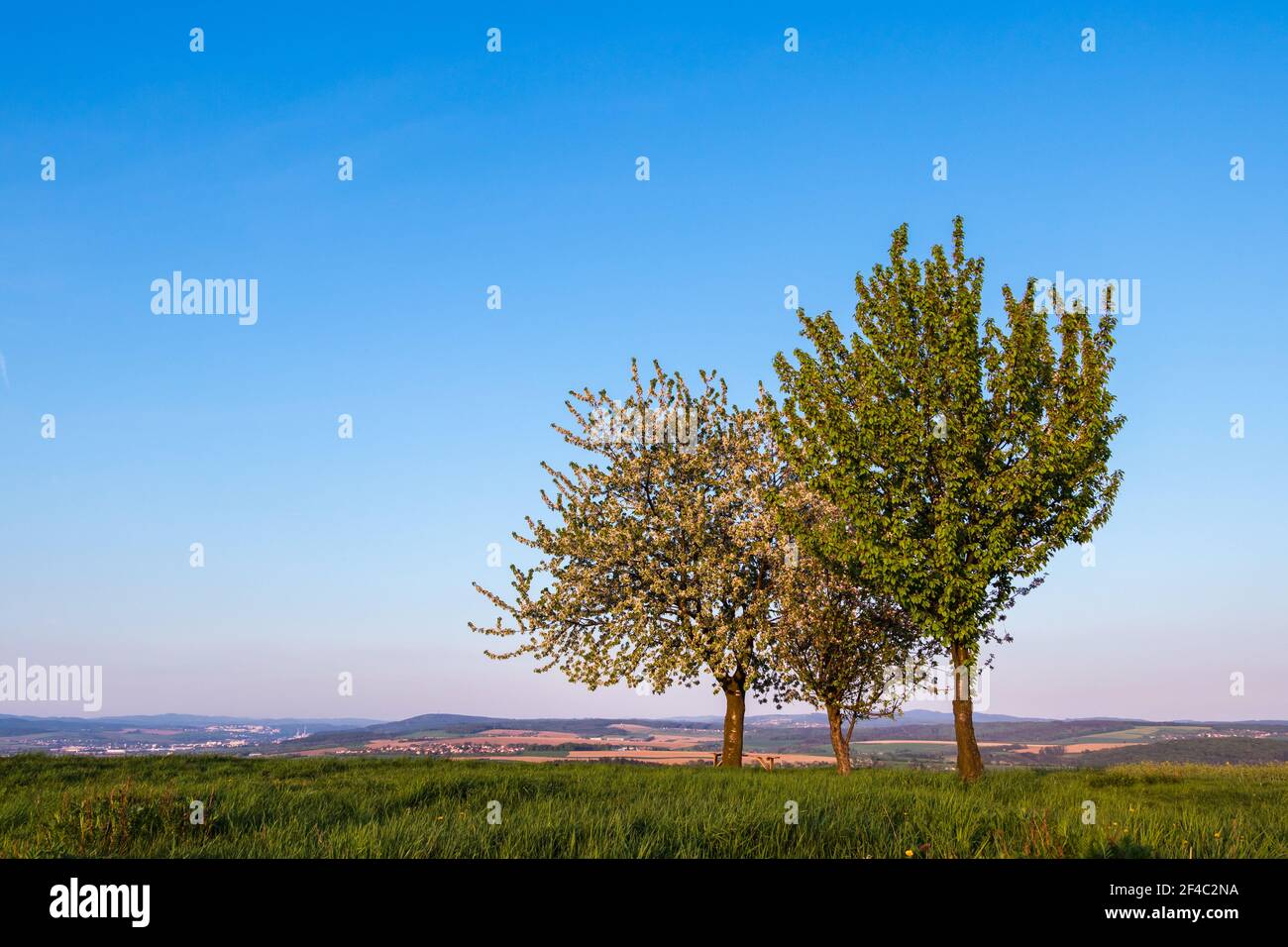 Cherry blossom spring landscape hi-res stock photography and images - Alamy
