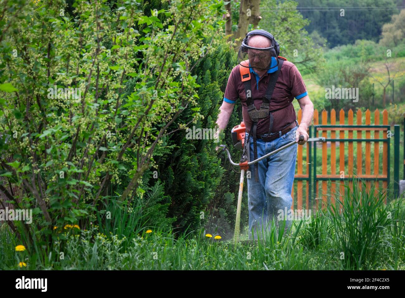 Senior man mowing grass by brushcutter in garden at springtime. Cutting grass in garden. Stock Photo