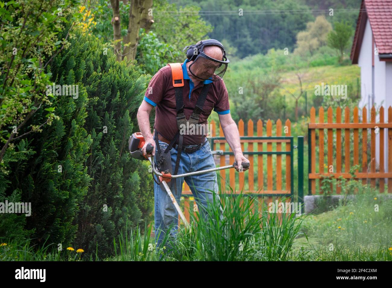 Senior man mowing grass by brush cutter in garden at spring. String lawn mower Stock Photo