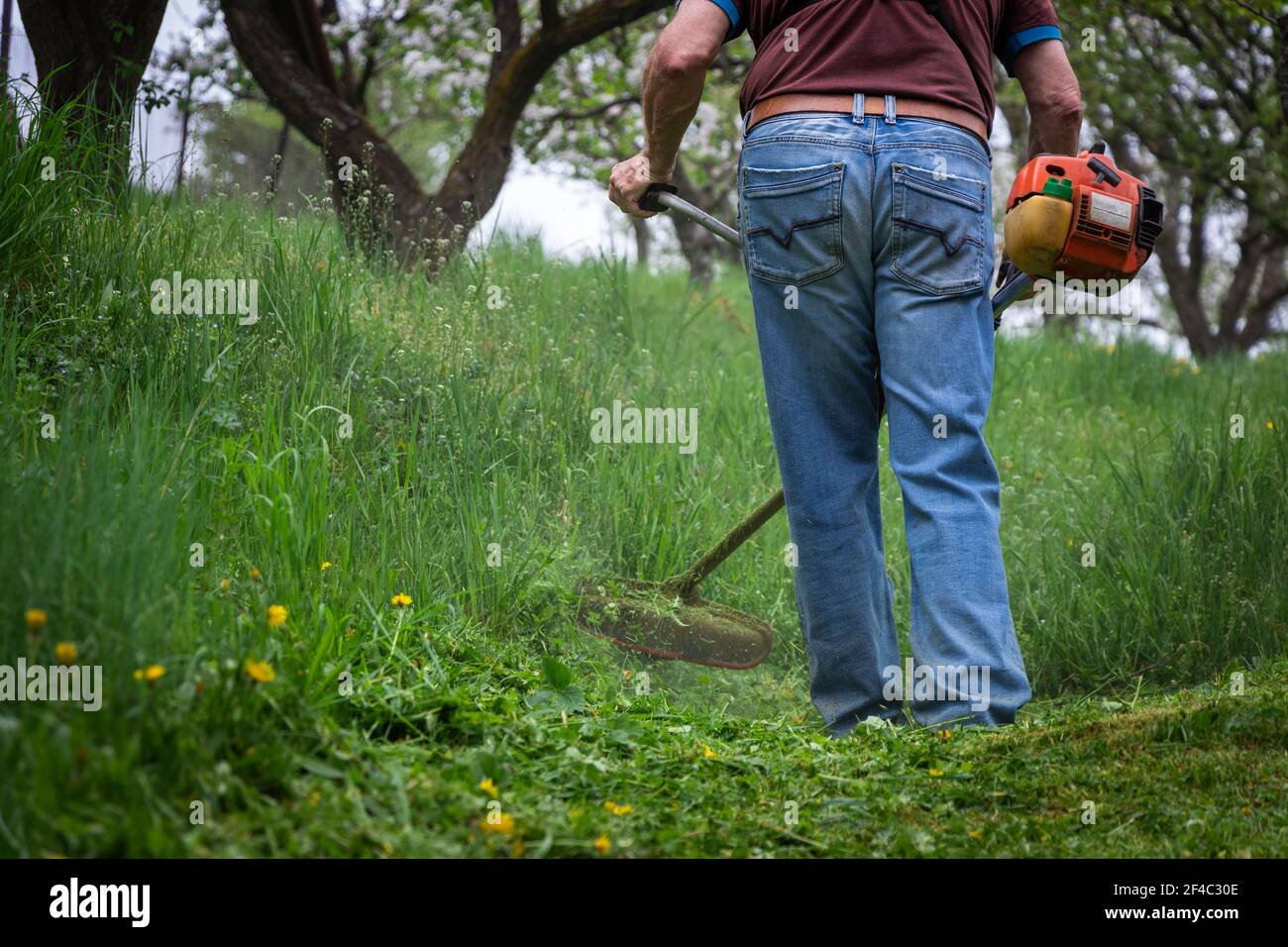 Man mowing grass by brushcutter in garden at springtime. Farmer cutting