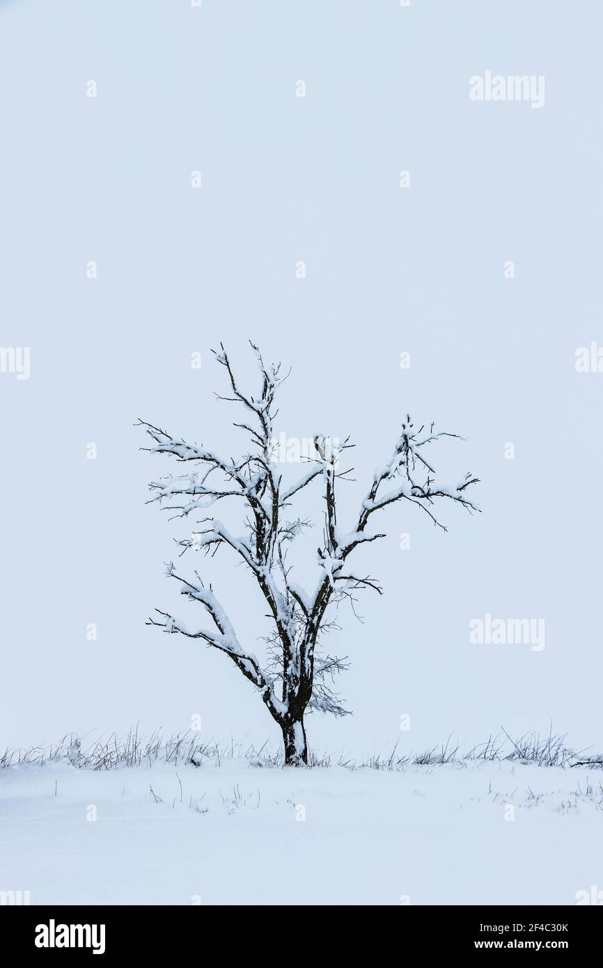 Dead tree covered by snow in winter season. Landscape during snowing Stock Photo