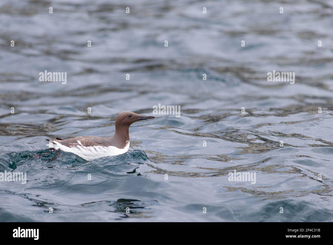 Guillemot swimming in the Northumberland coast around the Farne Islands, England, UK Stock Photo