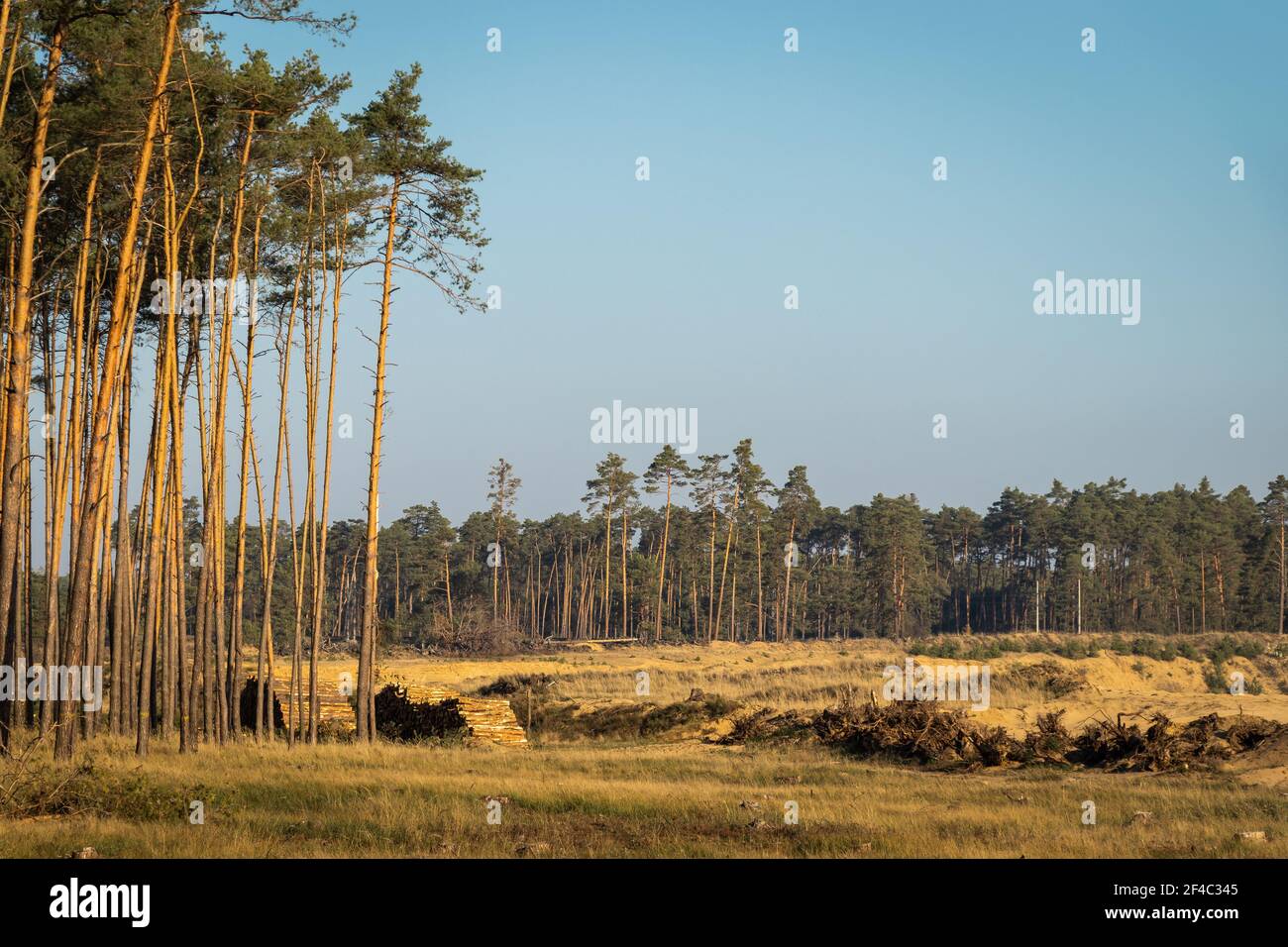 Deforestation in nature. Lumber industry and impact on the environment