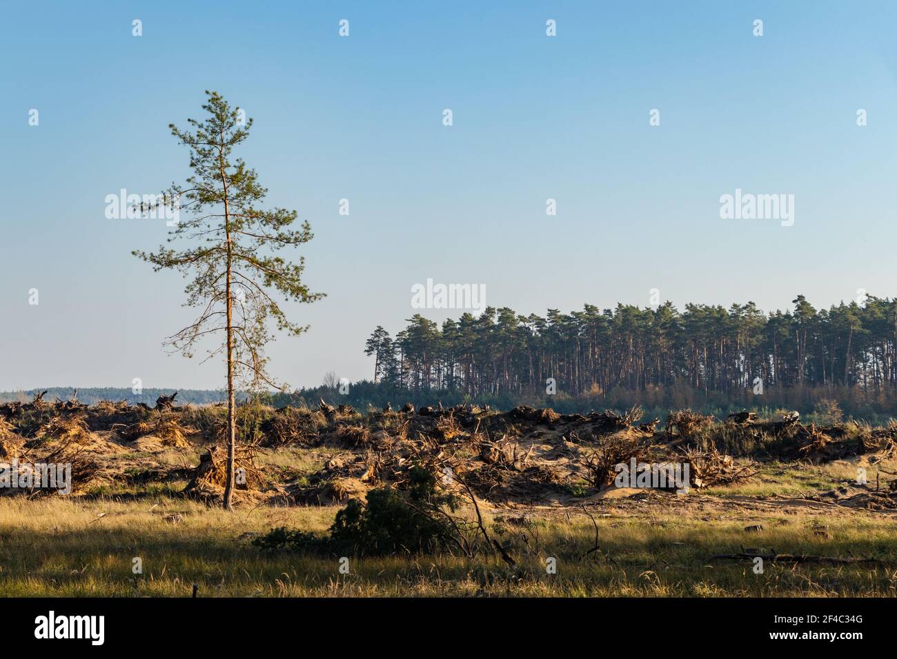 Deforestation in nature. Lumber industry and impact on the environment, last pine tree from forest Stock Photo