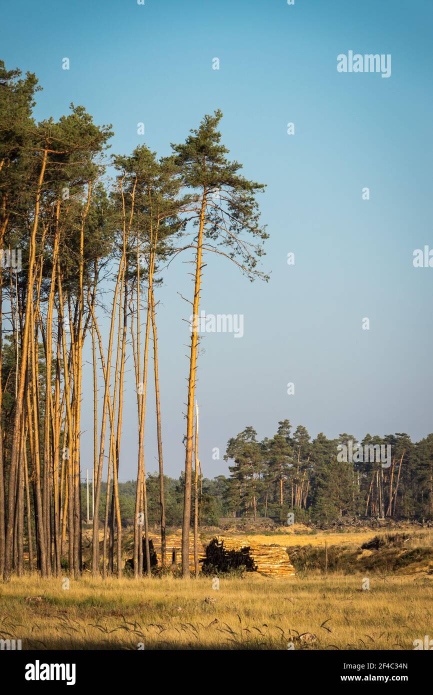 Deforestation in nature. Lumber industry and impact on the environment. Pine tree forest Stock Photo