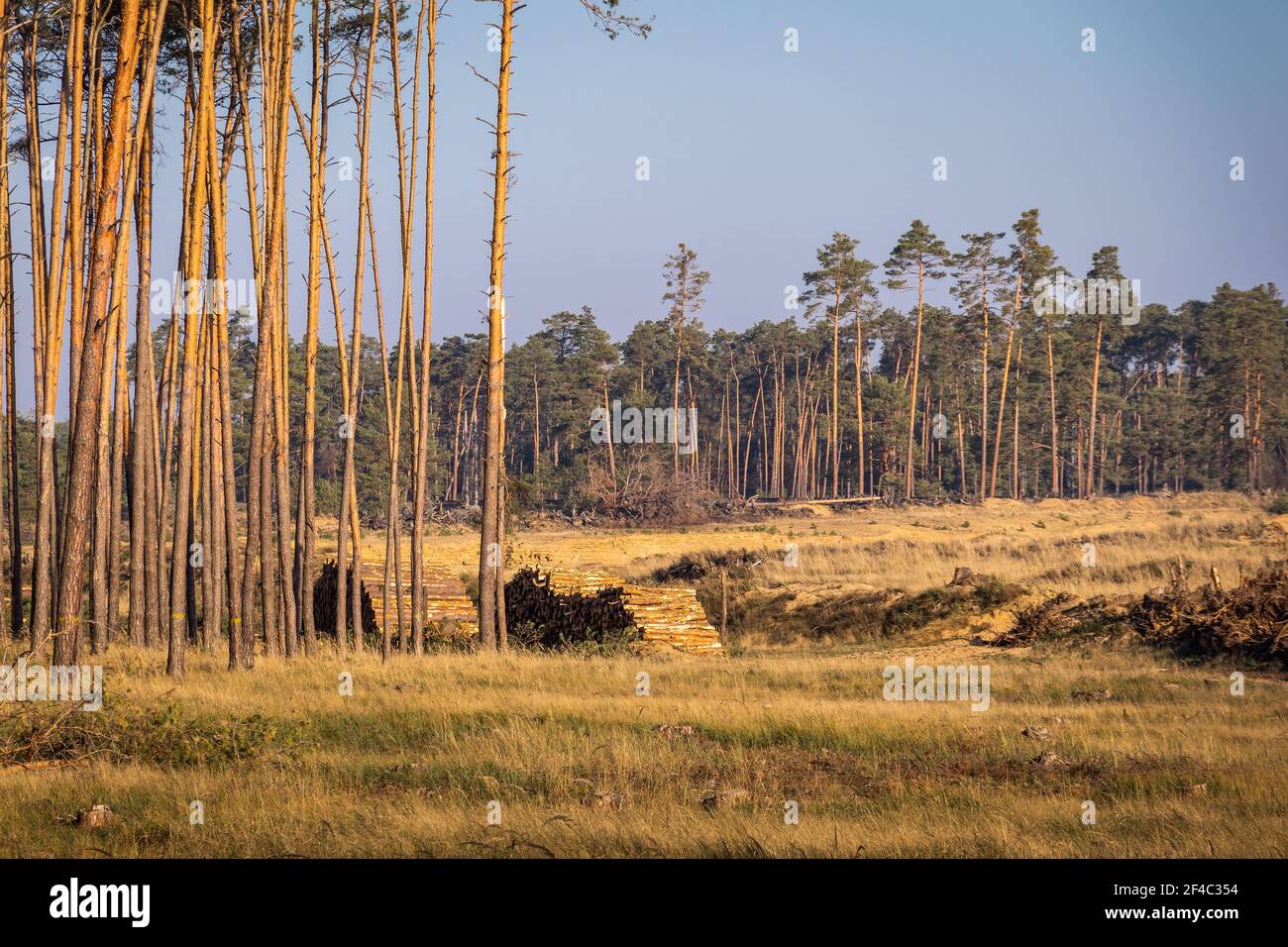 Deforestation in nature. Lumber industry and impact on the environment. Pine trees forest Stock Photo