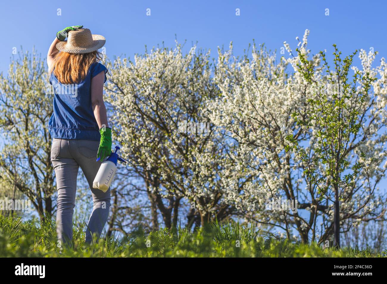 Woman farmer wearing gardening glove and straw hat is holding spray bottle and standing in blossoming orchard. Gardening at springtime. Stock Photo