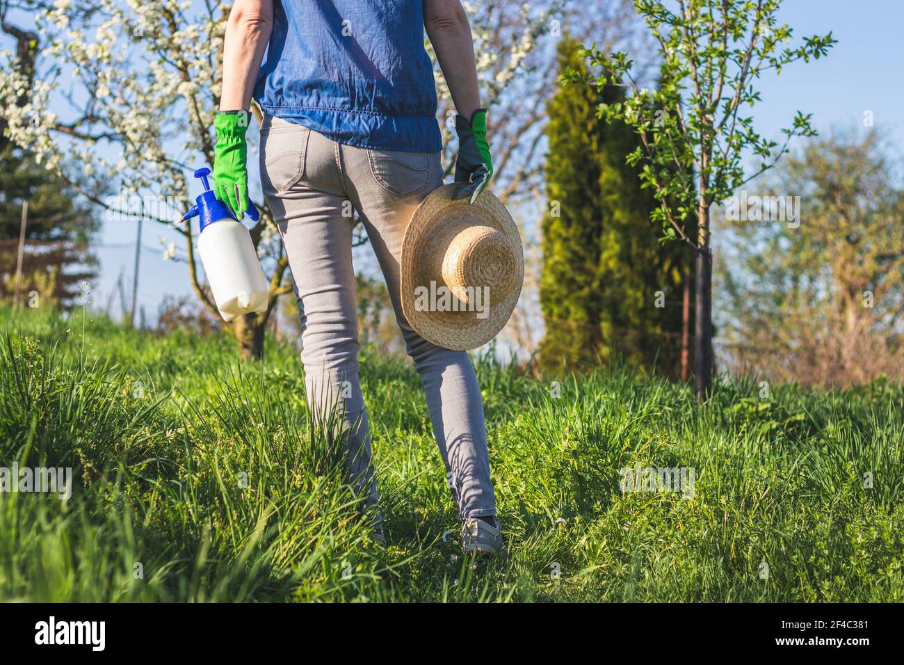 Woman farmer wearing gardening glove is holding spray bottle and straw hat and she is standing in blooming orchard. Gardening at springtime Stock Photo