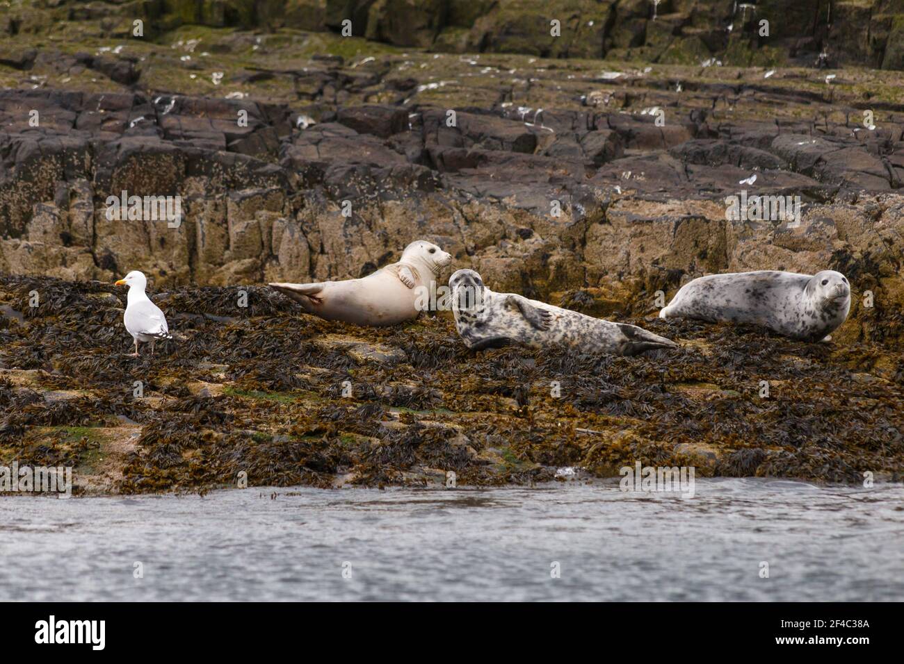 Three Grey Seals and a Seagull, Northumberland coast, England Stock Photo