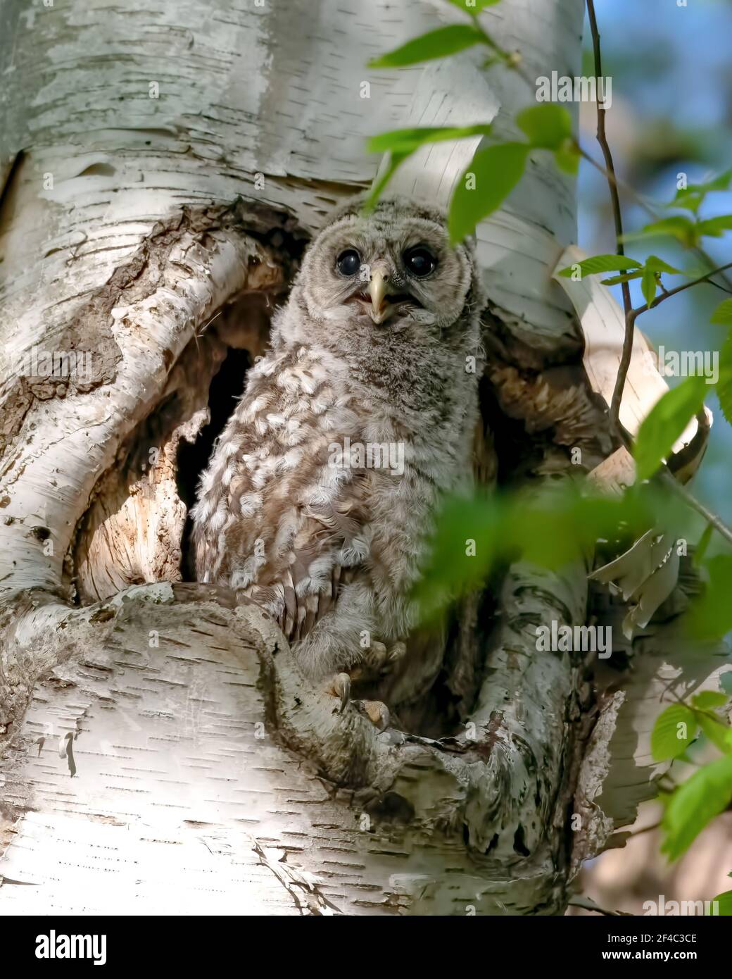 Baby barred owl perched at the edge of the nest in a tall tree Stock Photo