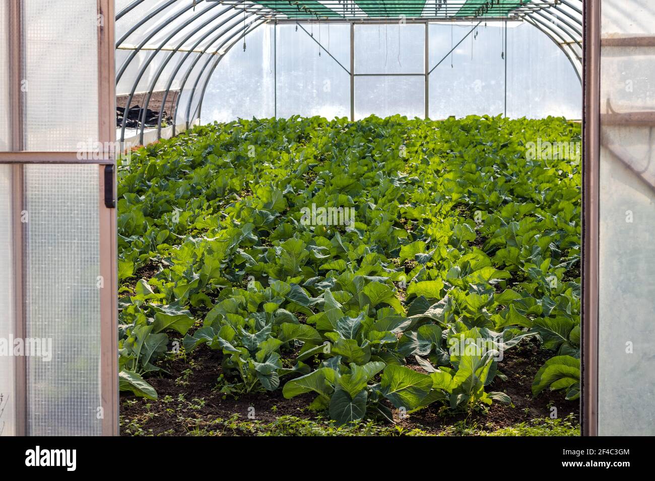 Greenhouse with young cabbage plants. Organic farming in glasshouse. Stock Photo