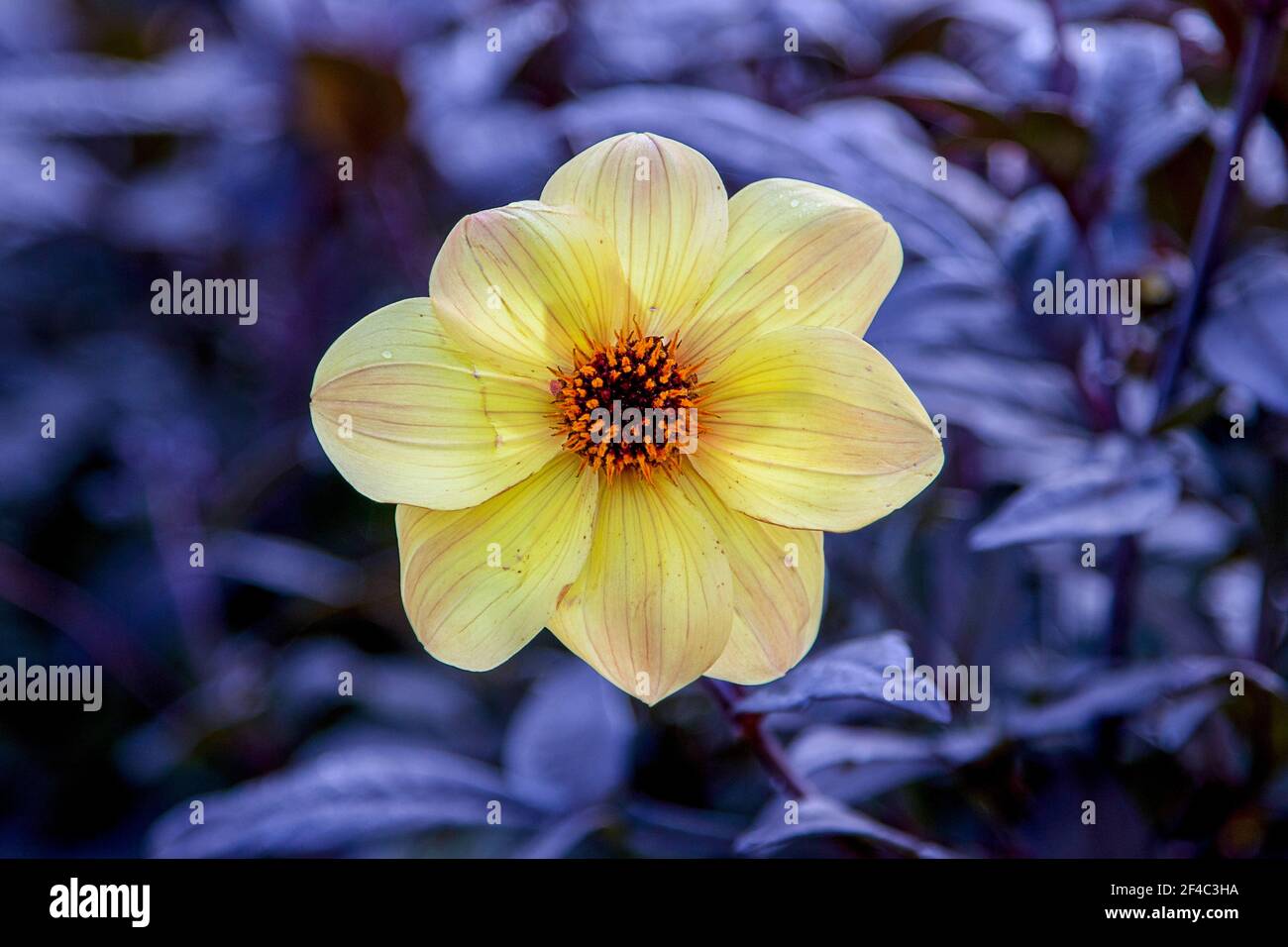 Beautiful Yellow Dahlia flower in Autumn Stock Photo