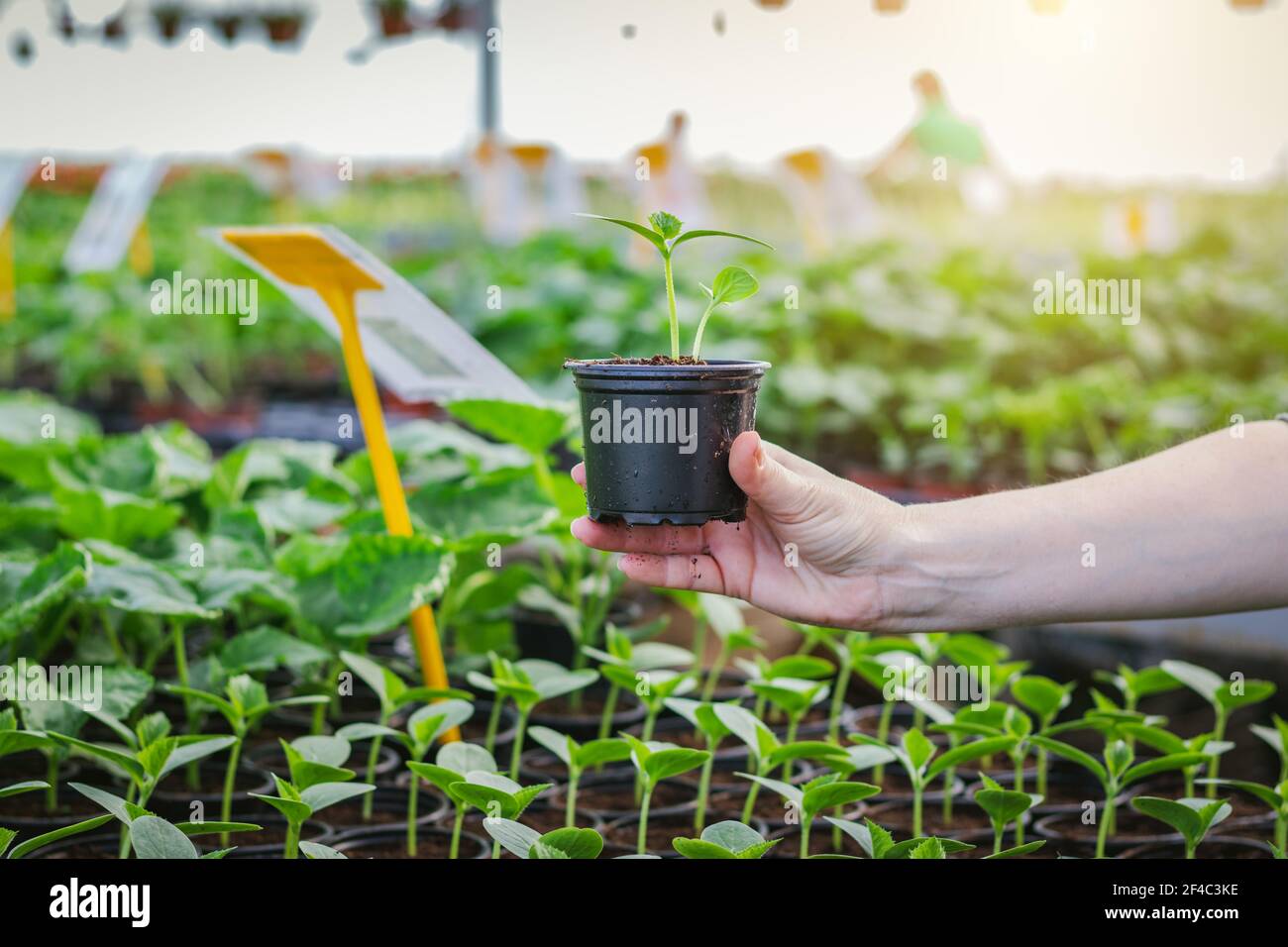 Young plant of cucumber in female hand in greenhouse. Woman is holding seedling in pot. Organic farming Stock Photo