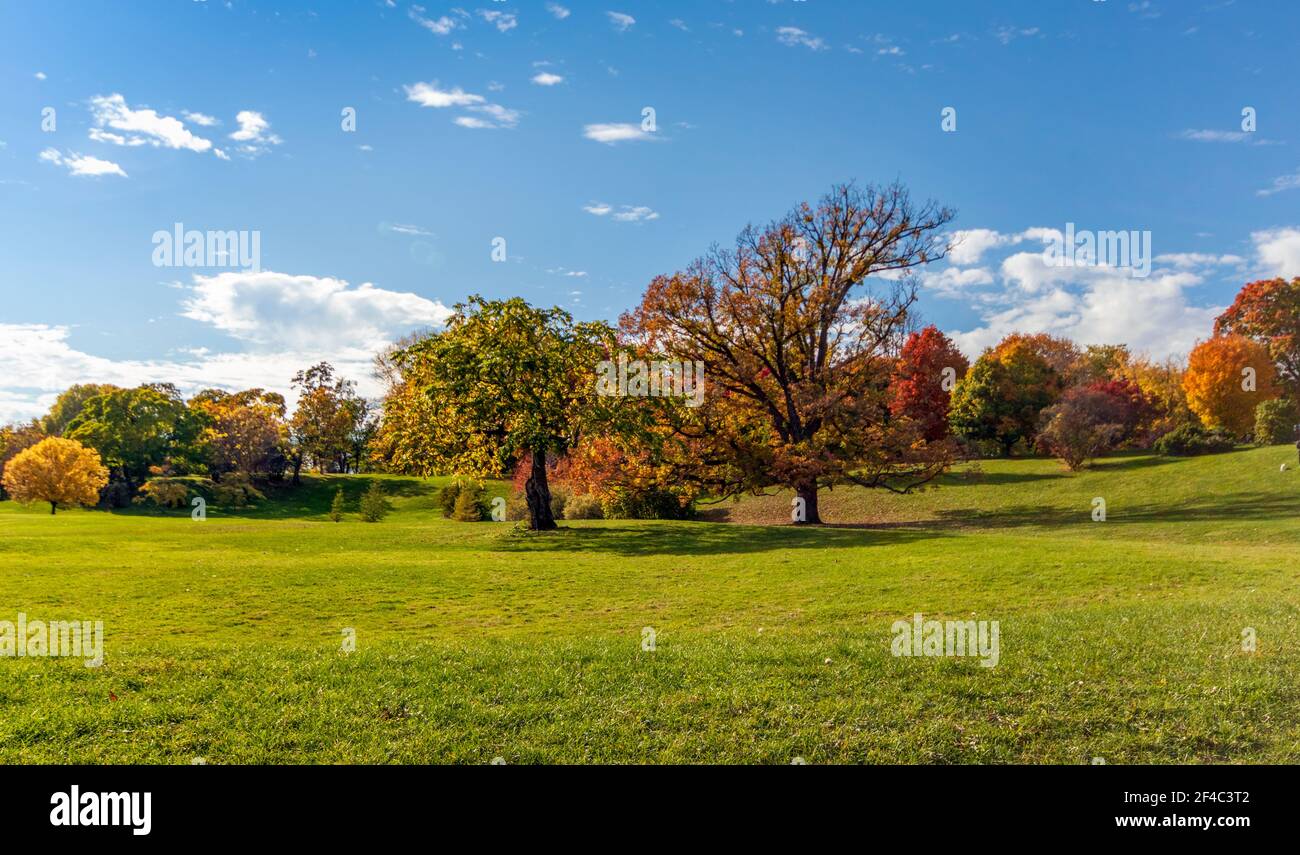 Autumn trees in a lush green grassy meadow Stock Photo