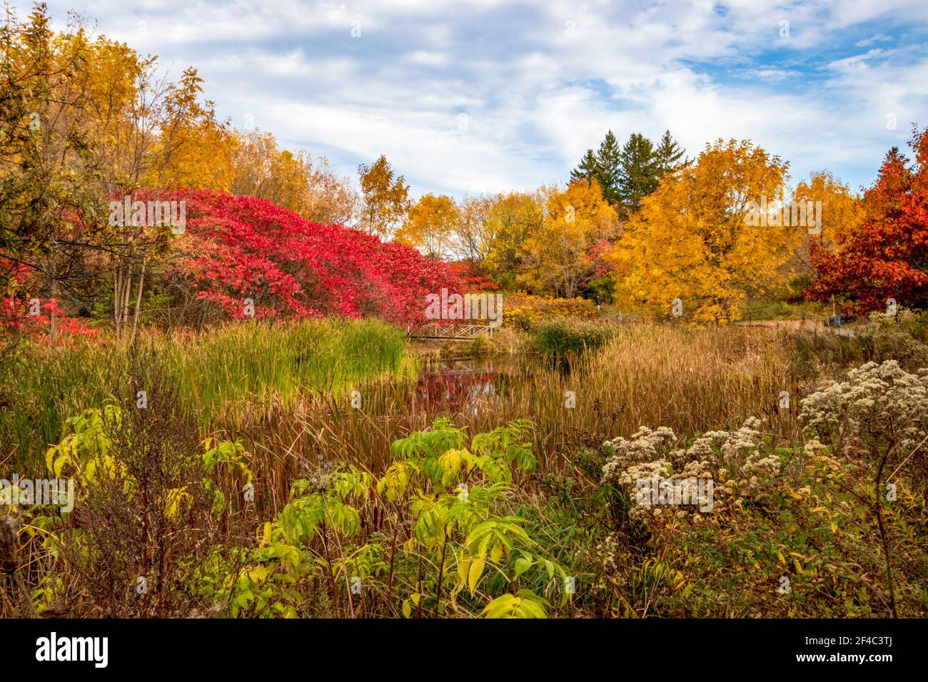 Pond surrounded by beautiful fall foliage and deep red burning bush trees Stock Photo