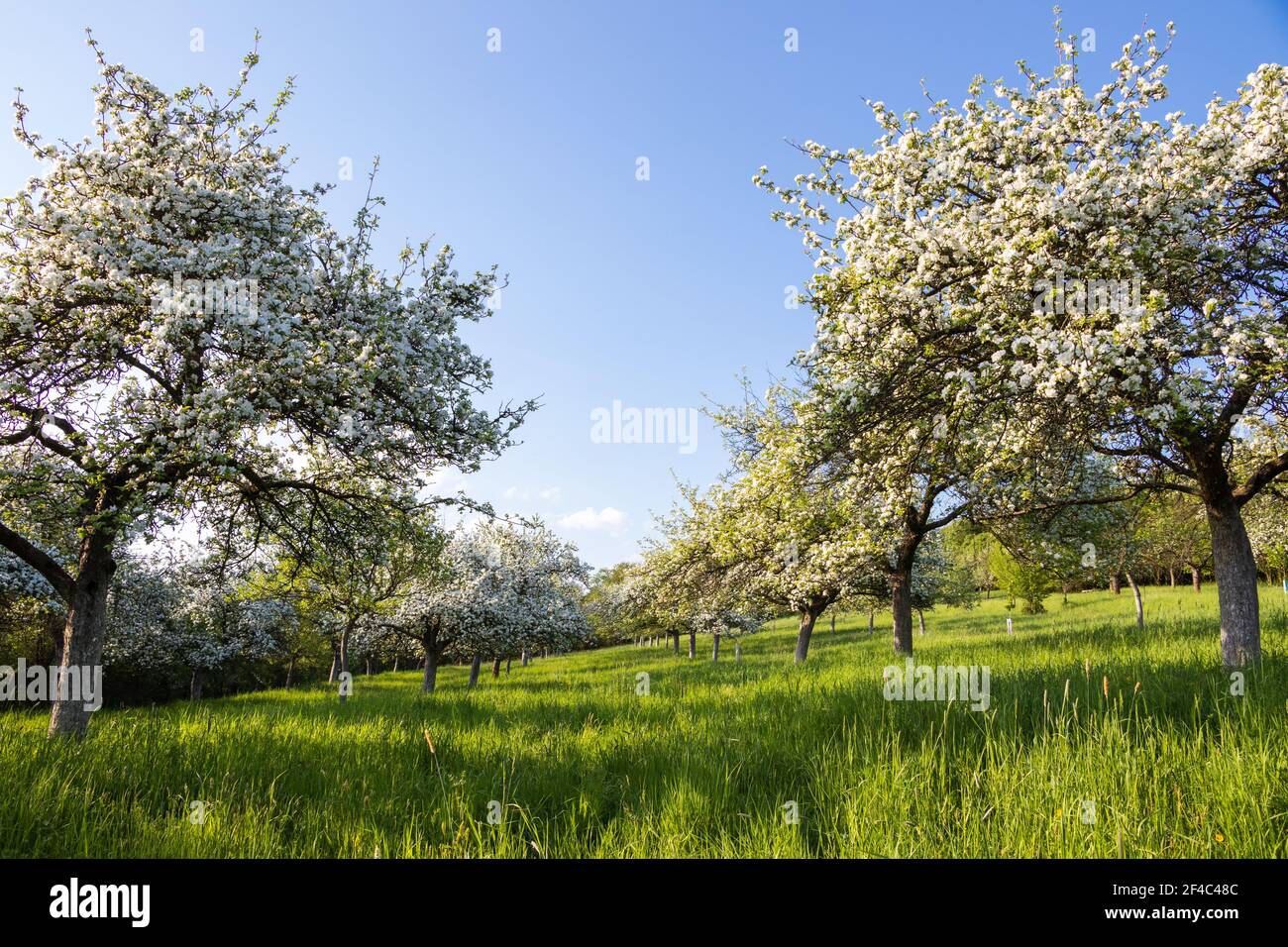 Blooming orchard in farmland hi-res stock photography and images - Alamy
