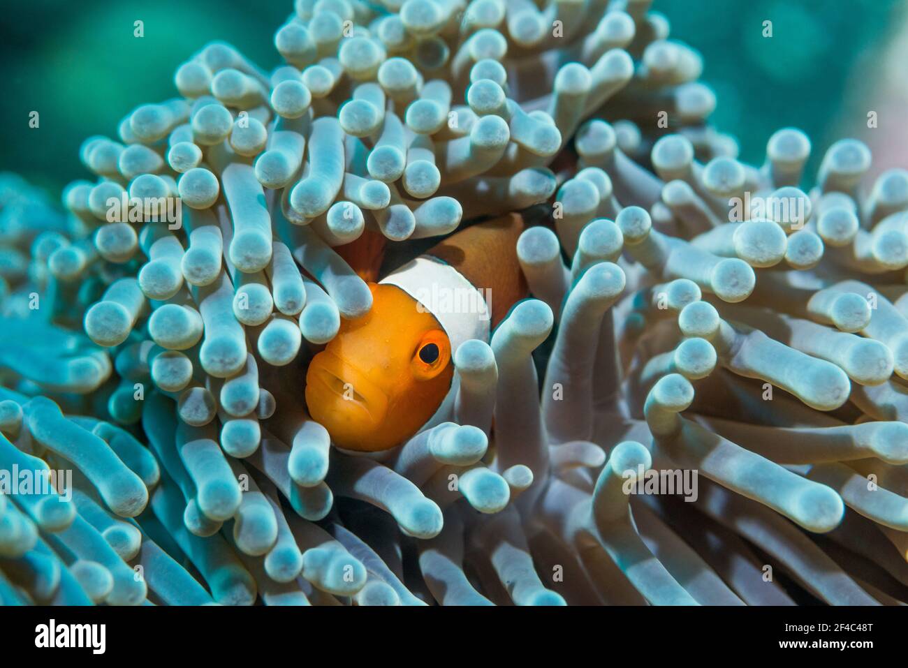 False clown anemonefish [Amphiprion ocellaris].  Tulamben, Bali, Indonesia. Stock Photo