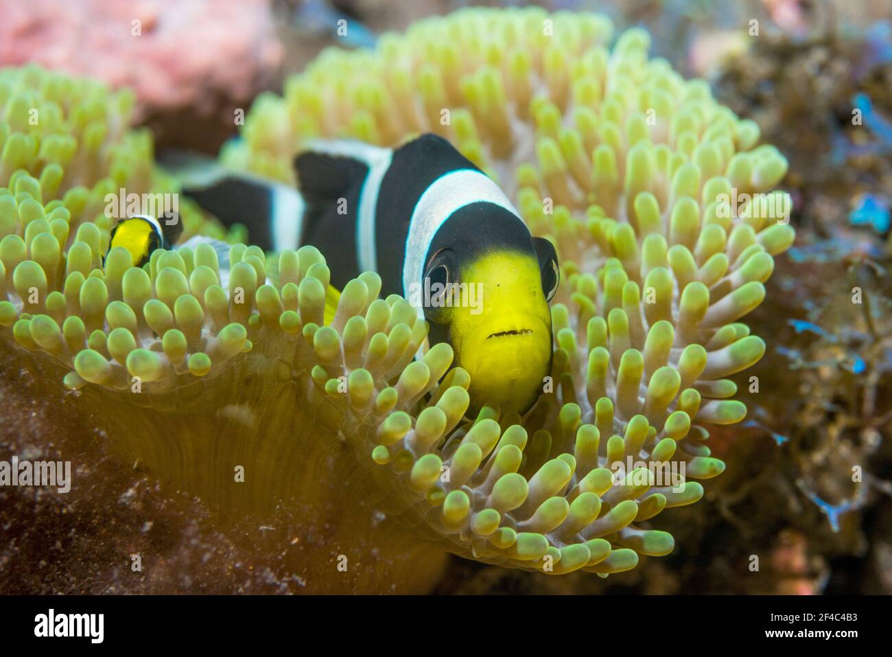 Saddleback anemonefish [Amphiprion polymnus].  Tulamben, Bali, Indonesia. Stock Photo