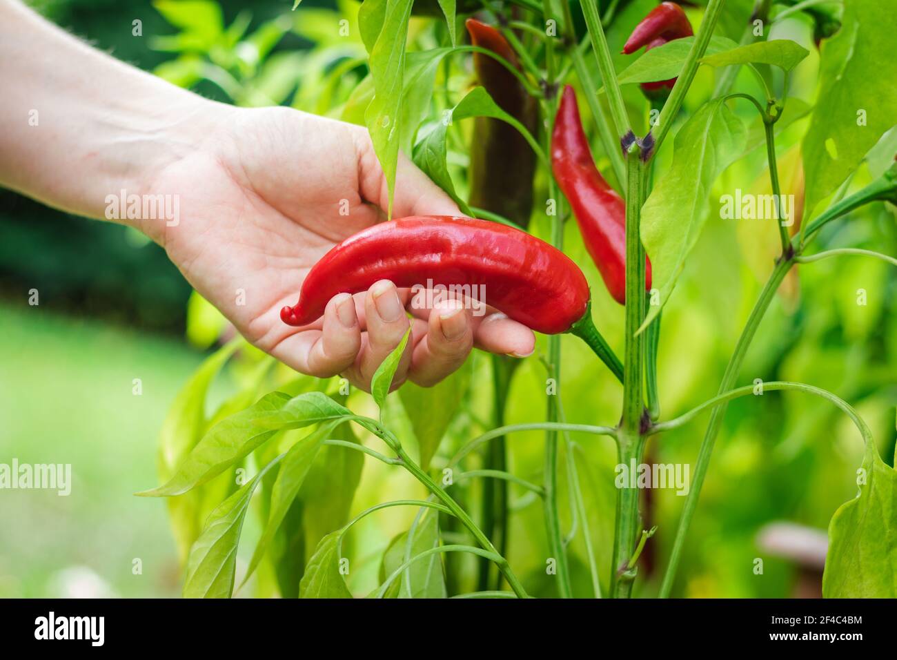 Female hand picking chili pepper from organic farm. Red peppers in vegetable garden Stock Photo