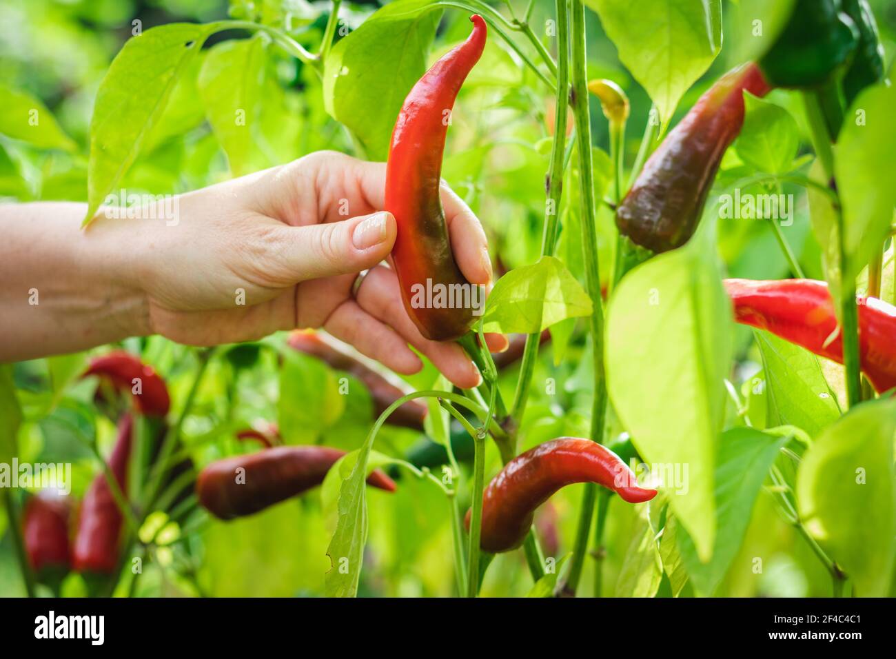 Farmer is harvesting red peppers from her organic garden. Chili peppers in vegetable garden Stock Photo