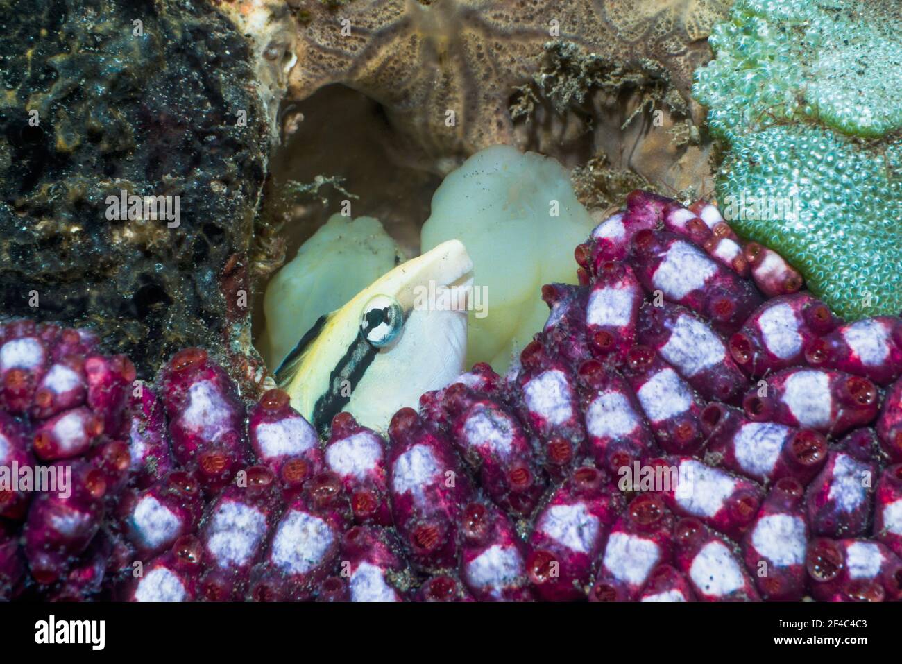 Cleaner mimic [Aspidontus taeniatus] with sea squirts.  Tulamben, Bali, Indonesia. Stock Photo
