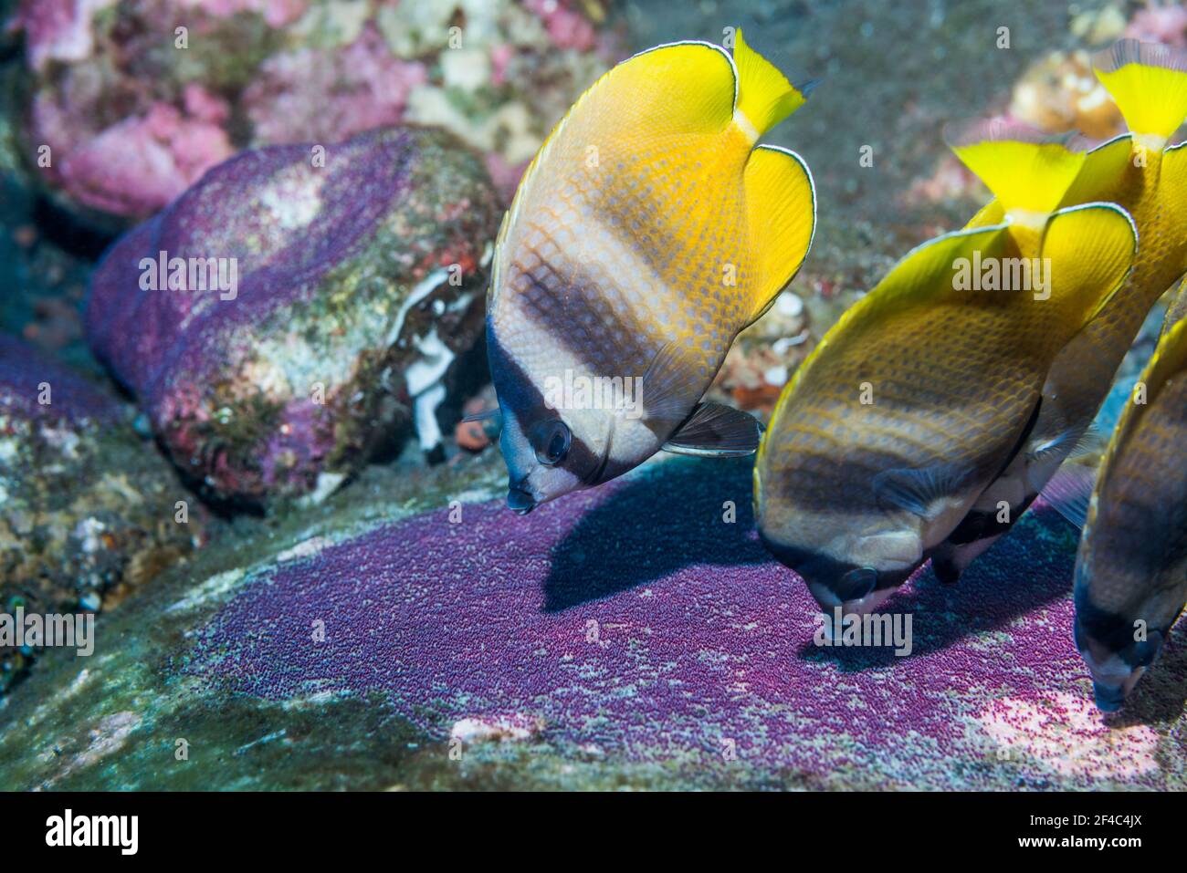 Klein's butterflyfish [Chaetodon kleinii] feeding on Sergeant major eggs.  Bali, Indonesia. Stock Photo